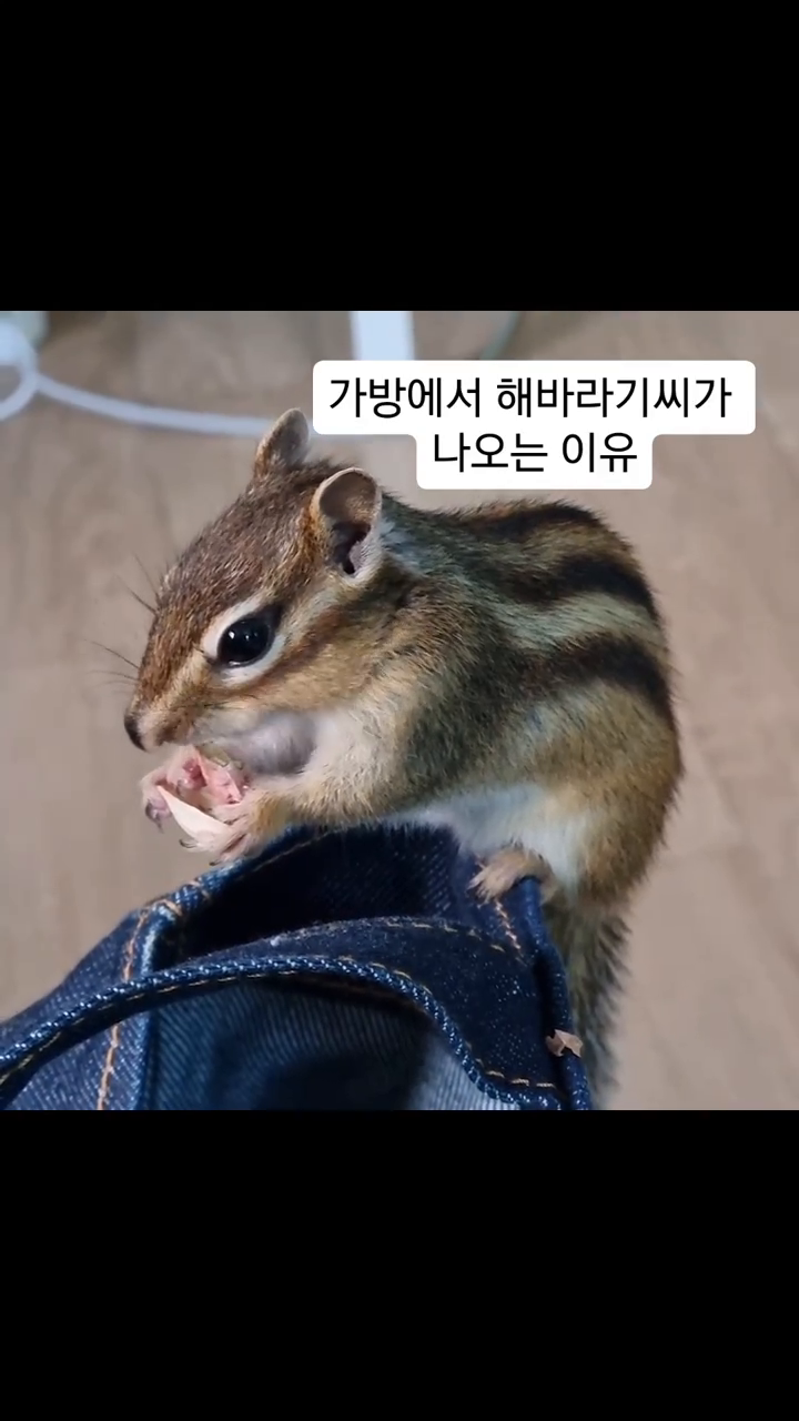 가방에서 해바라기씨가 나오는 이유

#다람쥐 #chipmonk