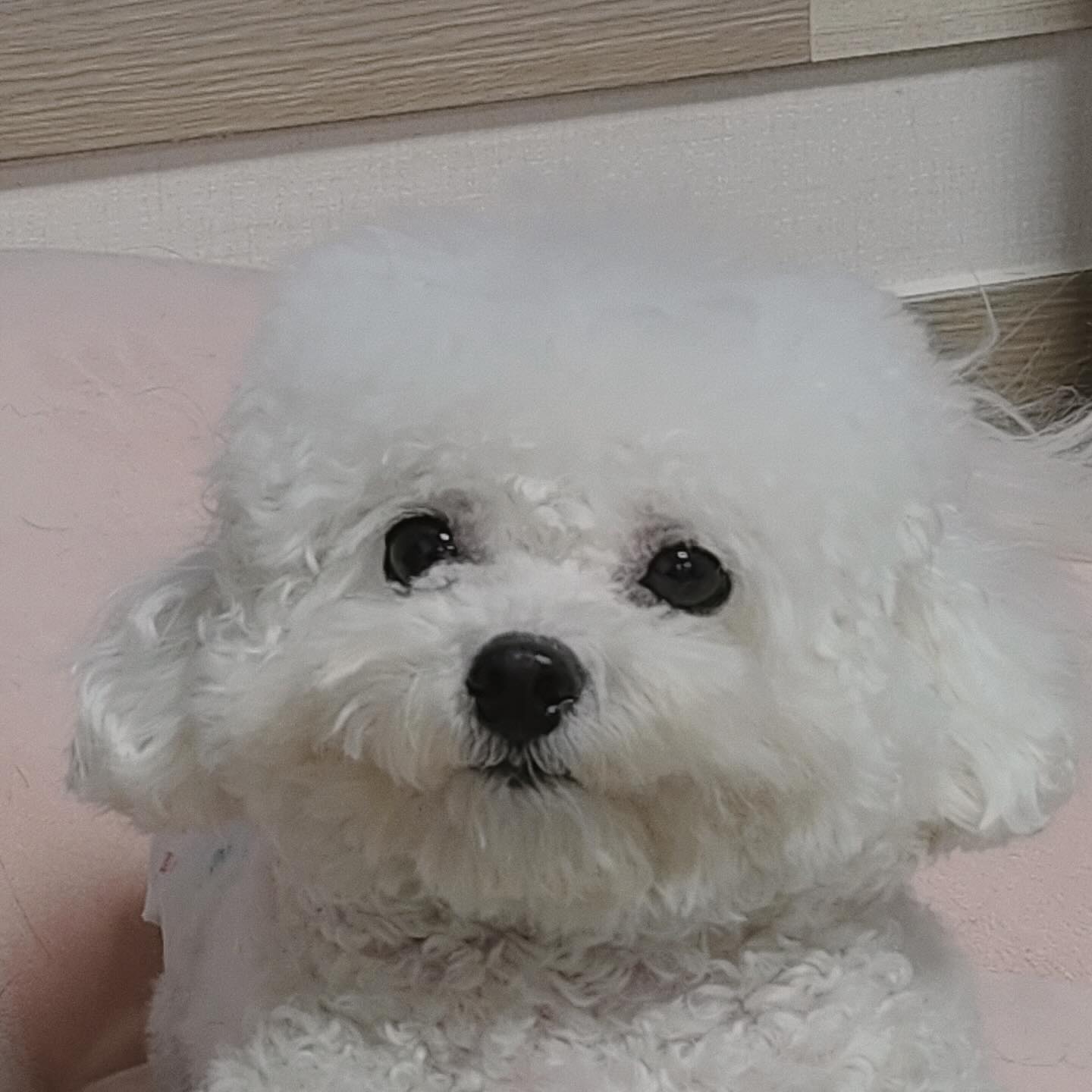 ◡̈𖤐
1. 네모네모 빔 맞은 강아지
2. 산책 빡시게 한 강아지 
3. 내돈내산 모루인형만들기
4. 스트랩 만들기 

최지아가 하고 싶다던거 
전부 내가사서 내 혼자 만들엇네 ㅎ 
그냥 담부턴 만들어진거 사라 

#내돈내산 #개아들 #통장 #텅장
#비숑 #미니비숑 #모루인형 #스트랩