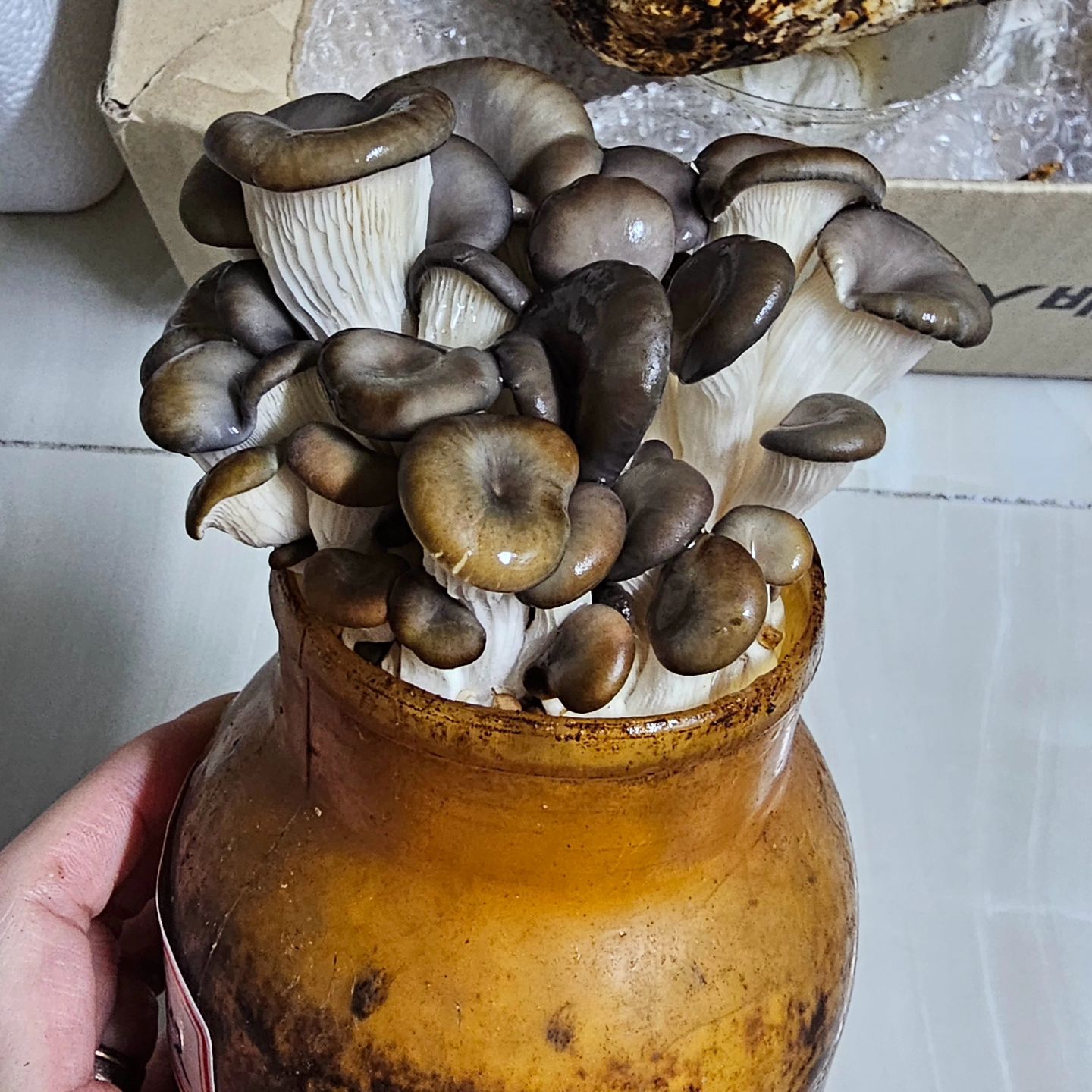 #첫줄👋 
#버섯키워먹기🍄 
#버섯수확🍄 
#버섯키우기키트
#느타리버섯키우기🍄 
#잘자란다 #물만주면잘자람 

오늘지나면 더 자라 있을고임..😁
버섯 따서 묵어야짐.

#무공해버섯🍄 #집에서버섯키우는여자 #홈버섯키트 #집에서버섯키우기🍄