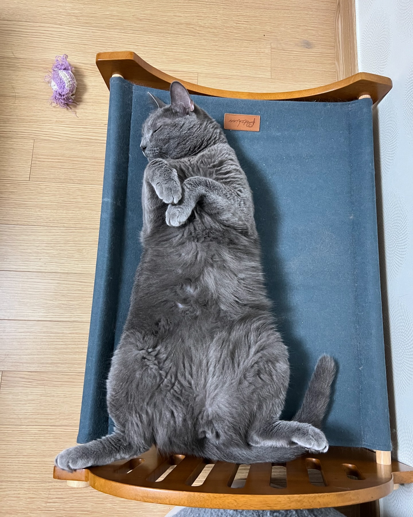 침대에서

#침대에서 #냥이가좋아 #러블 #러시안블루 #고양이 #猫 #ねこ #cat