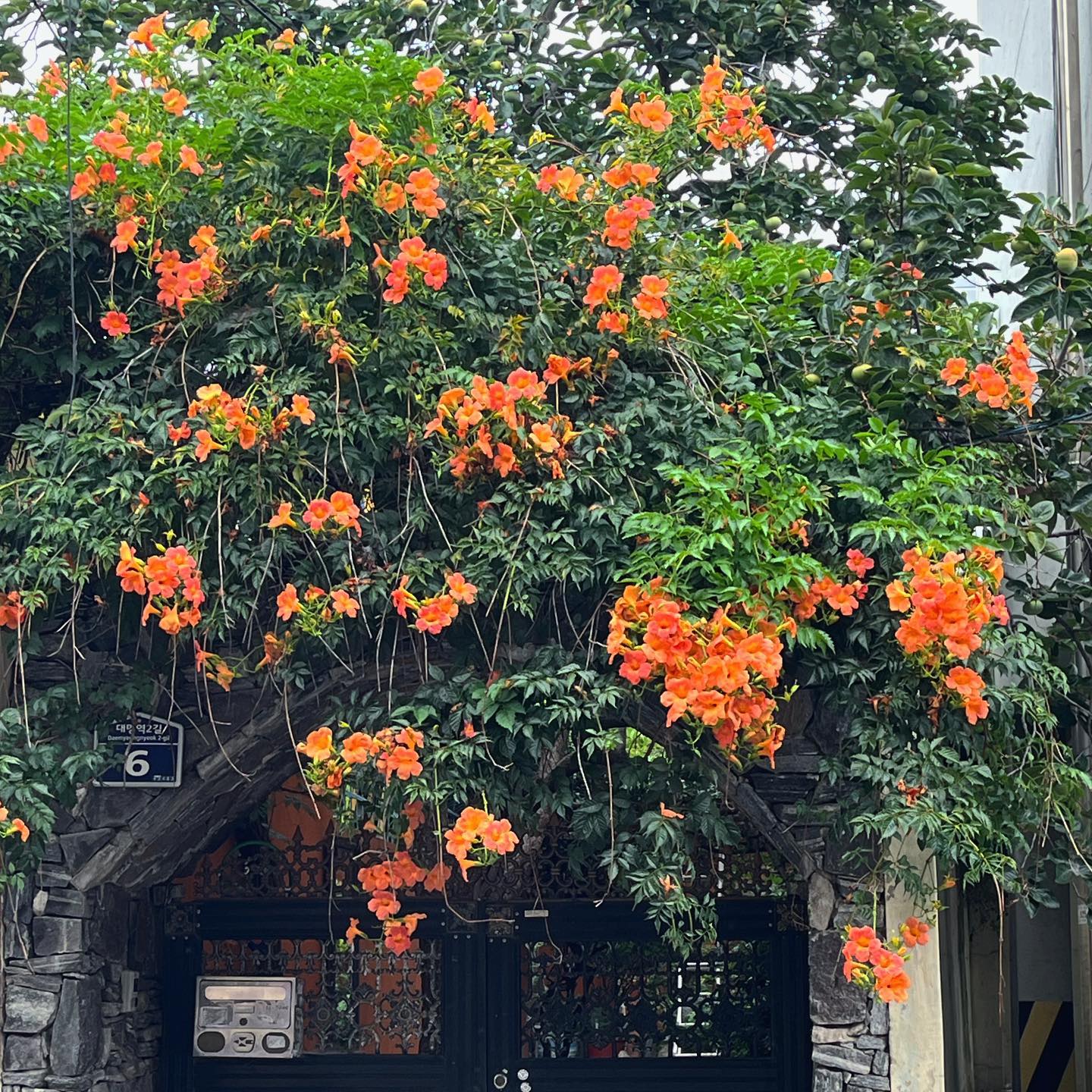 예쁜 능소화 🧡
여름이 끝나가 아쉽지만 더운 건 역시 싫다 🥲