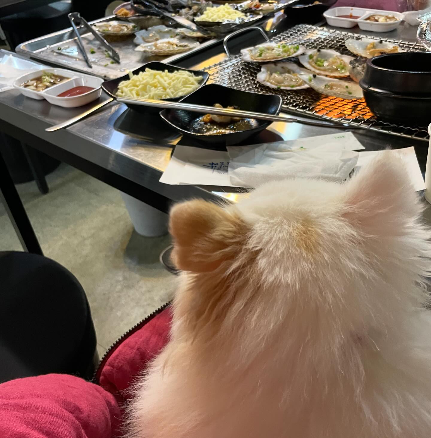 #협찬 #대구평화시장맛집 #인천상륙작전본점
 
애견동반가능한 대구 조개구이집 인천상륙작전 본점😊

16년전통에 조개달인기술을가지고 생방송 MBC 전국시대방영된 집인,
조개구이집을 다녀왔어요 :)

대구에 살고 있어서 조개구이를 아무데서나 먹게 되면 맛없거나 비싼곳이 많아서
바닷가 근처나 특별한 날에만 먹었었는데요.

이번에 똥집골목 안에 맛집이 있다는 소식을 듣고 다녀오게 되었어요.
일단 가성비 부분에서 매우 좋았고 애견동반이 된다는 점이 너무 좋았어요.

두명이서 모둠구이 중자를 먹었는데 배터질만큼 엄청 양도 많았고 서비스도 잘 챙겨주셨어요 :)
다른곳과는 다르게 먹는 방법도 설명을 해주시고 처음에는 구우면서 알려주시더라구요.

새우도 맛있고 가리비도 맛있고 키조개도 맛있고
가격 대비하여 가성비가 매우 좋았던 곳이예요 :)

인천상륙작전은 체인점도 여러군데 있다고 하니 참고하셨으면 해요😉

.
.
.
#대구조개구이맛집 #대구똥집골목맛집 #대구동구맛집 #대구신암동맛집 #대구애견동반조개구이 #대구조개구이 #애견동반조개구이 #인천상륙작전 #강아지동반조개구이 #애견동반 #멍스타그램 #개스타그램 #독스타그램 #댕댕이 #개린이 #우리 #강아지 #반려견
