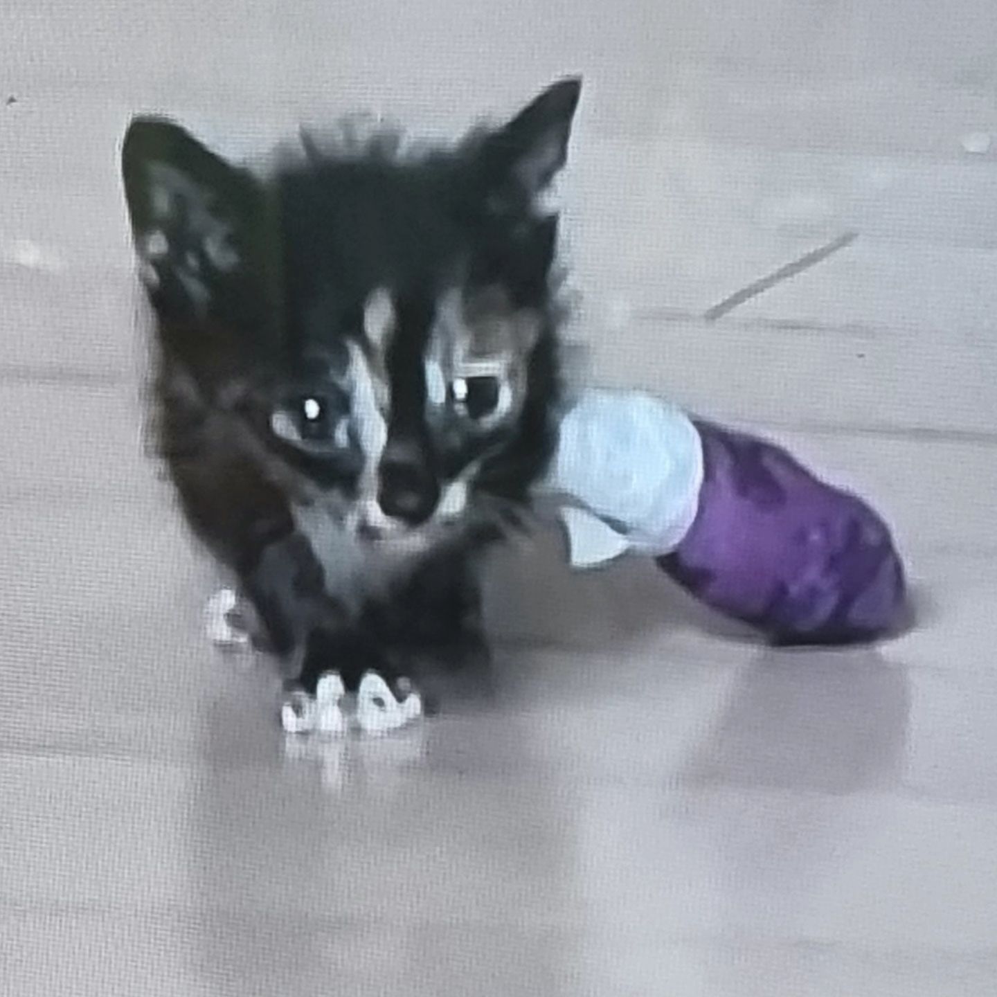 #한문철의블랙박스리뷰54회 
귀여운 고양이, 미남수의사님
짦았지만 신기했다.