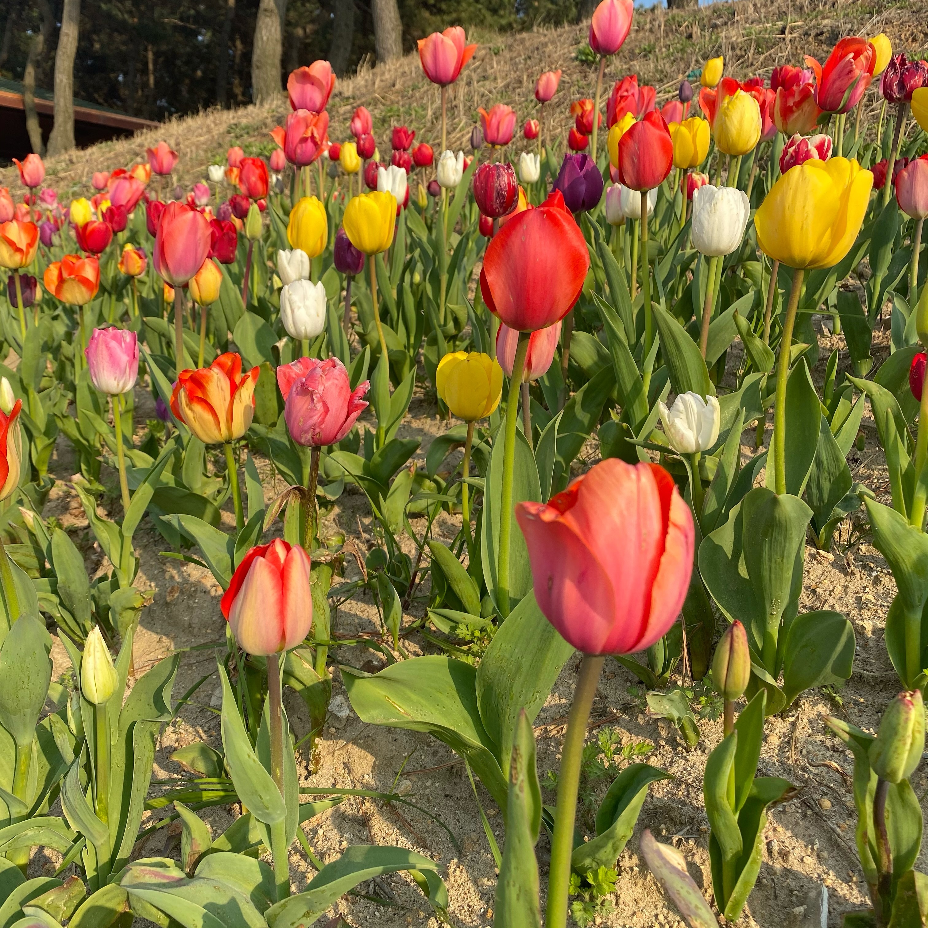 #일상
튤립보면서 힐링하기
지났지만 여긴 올 때마다 너무 예쁘네🌷🌹🌷
 
#신안 #신안튤립축제
