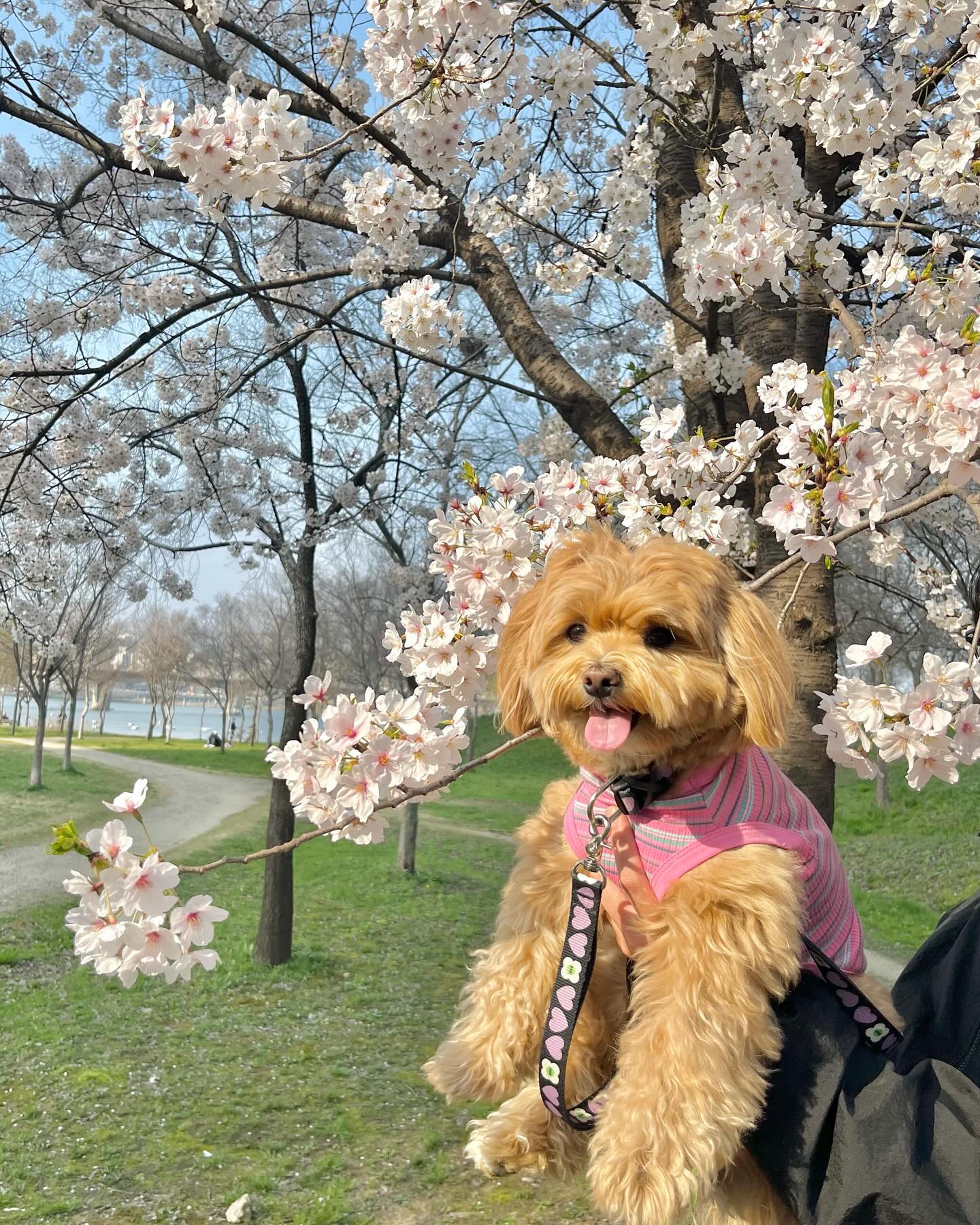 올해도 꽃개샷 성공-🌸✌🏻!!
아뺘가 머리위로 들어줬을땐 
바람따라 얼굴털도 요리조리 휘날려따,,💨
덕분에 마지막 두사진은 덮짜짜 완성ㅋㅋㅋㅋㅋ
이번 봄은 유독 빠르게 지나가는 것 가타,, 
눈깜빡하면 여름오겠는걸? 쏘핫,,🔥 
더 더워지기전에 많이 놀러다니쟈 칭구들〰️🫶🏻
.
.
.
.
.
#나는짜짜 #말티푸 #maltipoo #견주소통 #반려인소통 #강아지 #댕댕이 #반려견 #반려견일상 #강아지일상 #오늘의강아지 #멍스타그램 #댕스타그램 #petstagram #daily #dailydog #dog #dogstagram #instadog #pet #puppy #반려견스타그램 #반려견그램 #멍팔환영 #멍팔맞팔 #멍팔 #좋아요 #벚꽃 #꽃개 #꽃놀이🌸