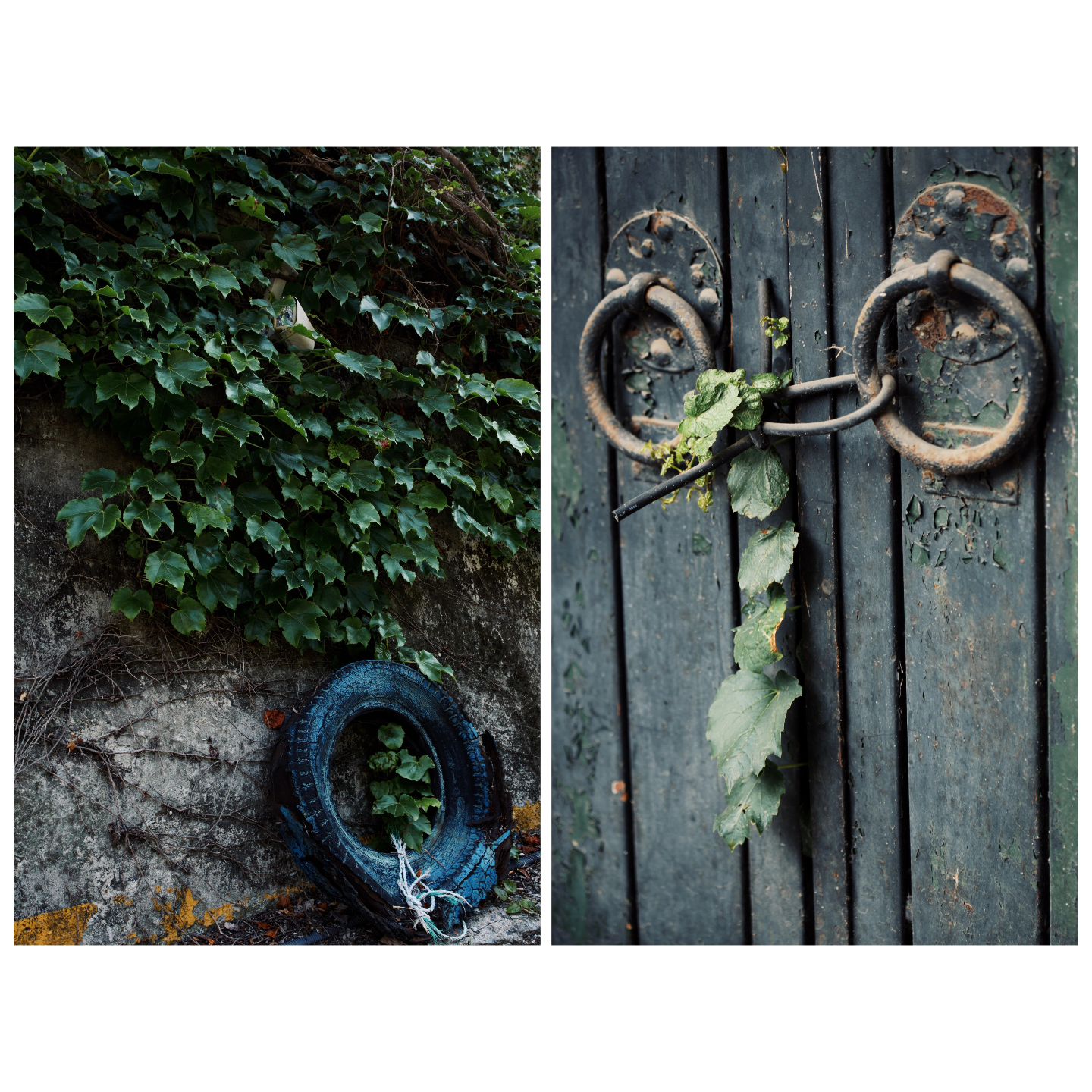 🌿