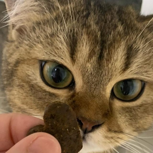 ☠z͗̈l͗̈존밤람이 ☠ on Instagram: "#광고 가자요펫 미국수의사협회 승인 댕냥이 항산화 멀티비타민 22종 ❤️ - 아기댕냥이,노령댕냥이 추천 ✨️✨️ 밤이 & 람이 집사 후기 🤍 원산지부터