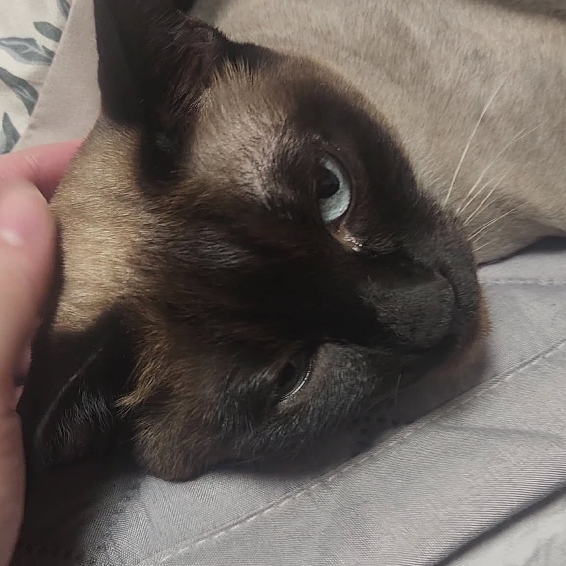 2024.8.9
가게정리하고 짐 챙겨서 집에왔다
나는 짐정리. 신랑은 차에서 짐 챙겨서 집에올라오는데 신랑이 대문과. 중문을 열어놓고 물을 마시고 다시 짐 챙기러갔다. 짐은 다 올려놓고 어느정도 짐정리하고 나서 시간은 8월10일 새벽 2시가 조금 넘었다
 우리 부부는 삭신이 다 아파서. 곡소리가 절로나왔다
근데 아까부터 토미는 눈동자가 불안하고 이리저리 계속 무얼 찾아다니고 토로는 보이지않았다. 느낌이이상하다고느낀시간은 집에오고나서 2시간 지난시간..토로를 불렀지만 나오지않았고. 이방저방 불 다키고 이불이고 베란다고 다찾아도 나오지않았다 그제서야 토로가 사라진걸 알았다 현관에 나가봤는데..비상구문이 열려있었다 원래는 안열어둔걸 왜하필 오늘 열어둔건지..우리집은 22층. 46층까지 신랑이 엘베타고 22층까지 내려와봤지만 없었다
나는 지하5층 주차해놓은곳에서 토로를불렀지만 나오질않았다 가만 생각해보면 내가부르면 냥~!하고 소리를 냈던 녀석인데  밖에없나보다 집에다시가서 가게에서 들고온 짐을 다풀러서 확인해도없다..
간식~~! 이렇게말하면 자다가도 뛰어오던 녀석이.. 안되겠다 토미랑신랑이랑 나랑 같이 계단으로 다시갔다  토미는 불안해서 소리지르고ㅎㅎ 그래 더질러 토로듣게!!! 18층 쯤 내려가는데 17층계단에서 불이켜진다 신랑이 야!! 토로!! 놀라고 반가워서 목소리가커졌는데 토로는16층 으로 내려가고 우리가16층가니깐 15층계단에 본인이 계단인것처럼 굳어서 우릴 아예 보질않았다.
.
.
대써 찾았다 안고 15층에서 엘베타고 집에왔는데
 놀라기도 엄청 놀랐는지 하악 거리지는않고
우릴아예 쳐다도안본다 특히 신랑을ㅋㅋ
나는집에서 짐정리를 했고 본인이 나갔는데 신랑은 짐 다 들고와서 문닫을동안. 지가 나가서 계단 탐험해놓고
아빠가 문을닫았어!! 이느낌으로...거의2일을 쳐다도안봤다 신랑이 쳐다보면 진짜 티날정도로 흥!하듯 고개를 돌렸다ㅋㅋㅋ
.
츄르2봉 주고나서 다음날 신랑한테 다시 가고 화해했다
10년 같이살면서 나혼자 살때 오피스텔18층에서도 나가서 복도를 누비고 옆집 총각네가서 놀다가 벨 눌러서 총각이 본인집에 고양이가 잔다고해서가보니 토로였는데..ㅋㅋ 신랑이랑 8층 오피스텔에살때도 복도를 두녀석이누비면서 옆옆집 러시안블루고양이랑 싸우다 친구가된적도있었는데..아..놔 이녀석 그뒤로 얌전하다했더니..와 이번엔 진짜 무서웠다
겁도많고 사료 간식아니면 사람껀 먹지도않는데..
10살인데...신랑이랑나랑 진짜..새벽4시까지.. 토로찾고...비상문계단 꼭 닫고.  집에와서 잠자고 아침10시 일어나서. 다시 가게 청소까지 했다 주말이 이렇게 길수가 없었던 날이였다
.
.
#고양이 #고양이의하루 #고양이그램 #샴고양이 #랜선집사 #랜선이모 #고양이자랑 #토로 #토미 #토로미냥 #catstagram #แมว #cat #siamesecatcat #그루밍그램 #좋아요 #그루밍 #꾹꾹이#고양이간식 #집사 #집사의하루 #고양이일기#귀여운고양이#고양이영양제#집나간고양이 #집나가면개고생