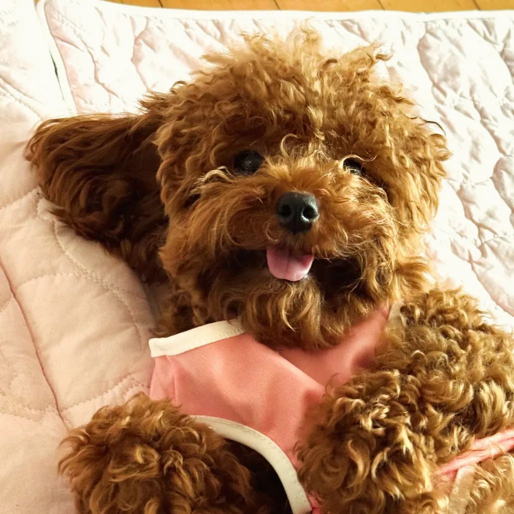 ♥️
.
.
#プードル #プードル好き #プードルグラム #プードル大好き #犬スタグラム #わんちゃん #poodle #poodlepuppy #poodlelove #toypoodle #toypoodlegram #toypoodlepuppy #puppy #puppygram #puppylove #토이푸들 #토이푸들그램 #푸들 #푸들일상 #푸들스타그램 #かわいい #可愛い #ワンちゃん#カワイイ#댕스타그램 #댕댕이 #푸들쿠리 #쿠리 #クリ #いぬすたぐらむ