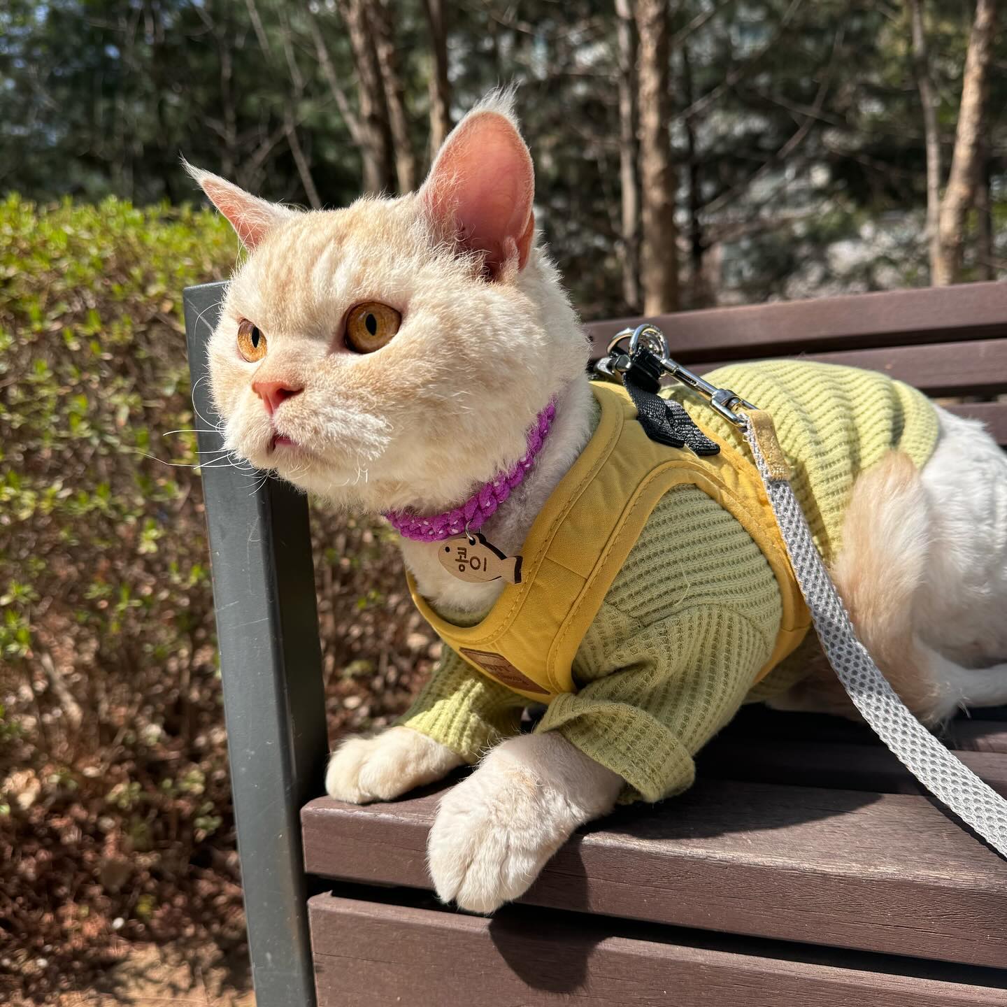 병원갔다오는길에 집앞 벤치에 잠깐 앉아있는데
빛받아서 너무 예뿌자나..🥹
밖을 1도 안무서워하는 고앵이 콩이😼

#고앵이 #고양이그램 #개냥이 #봄날 #일상 #집사일상