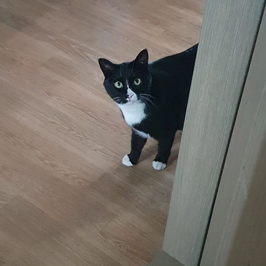 밥 안 먹은척하고 두 번먹은 고양이