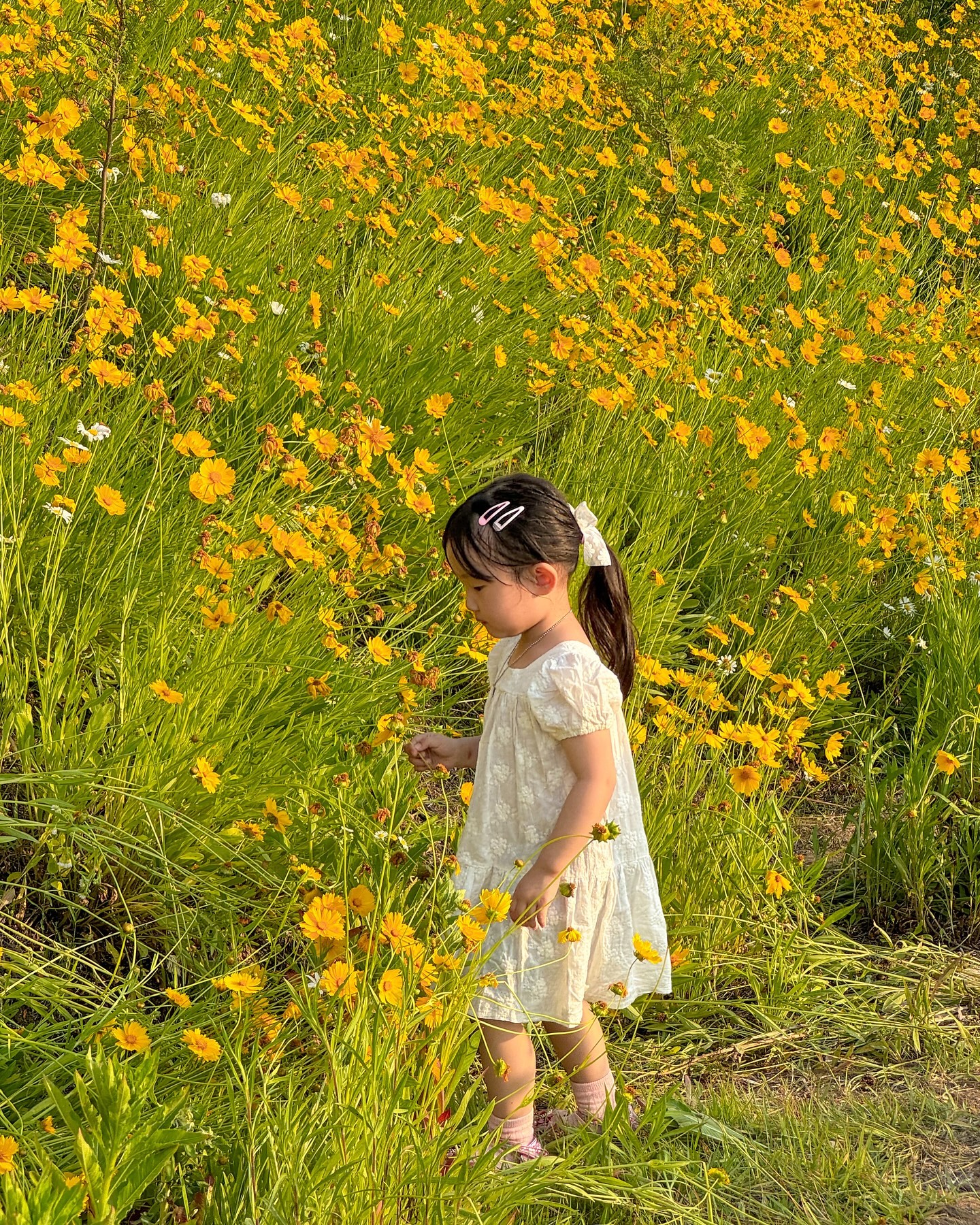 노랑노랑 금계국이 다 했던 💛
#경기도가볼만한곳 #경기도카페 #칼리오페