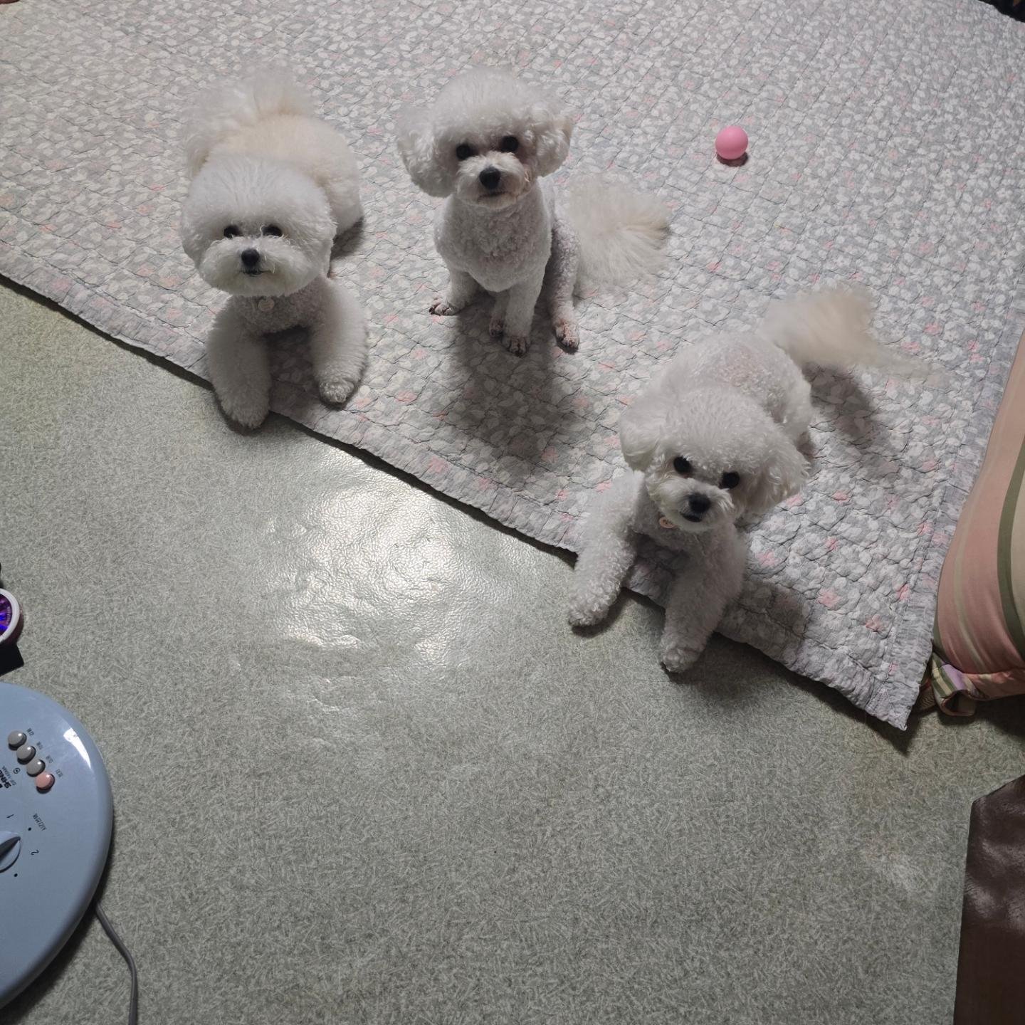 울집댕댕이 원.투.쓰리😍

누가 낳았지~❤️
우리 루다가 낳았지🤭

루다❤️찰떡&파이😊

이뽀 죽겠눼❤️

#댕댕이 
#비숑
#모자관계