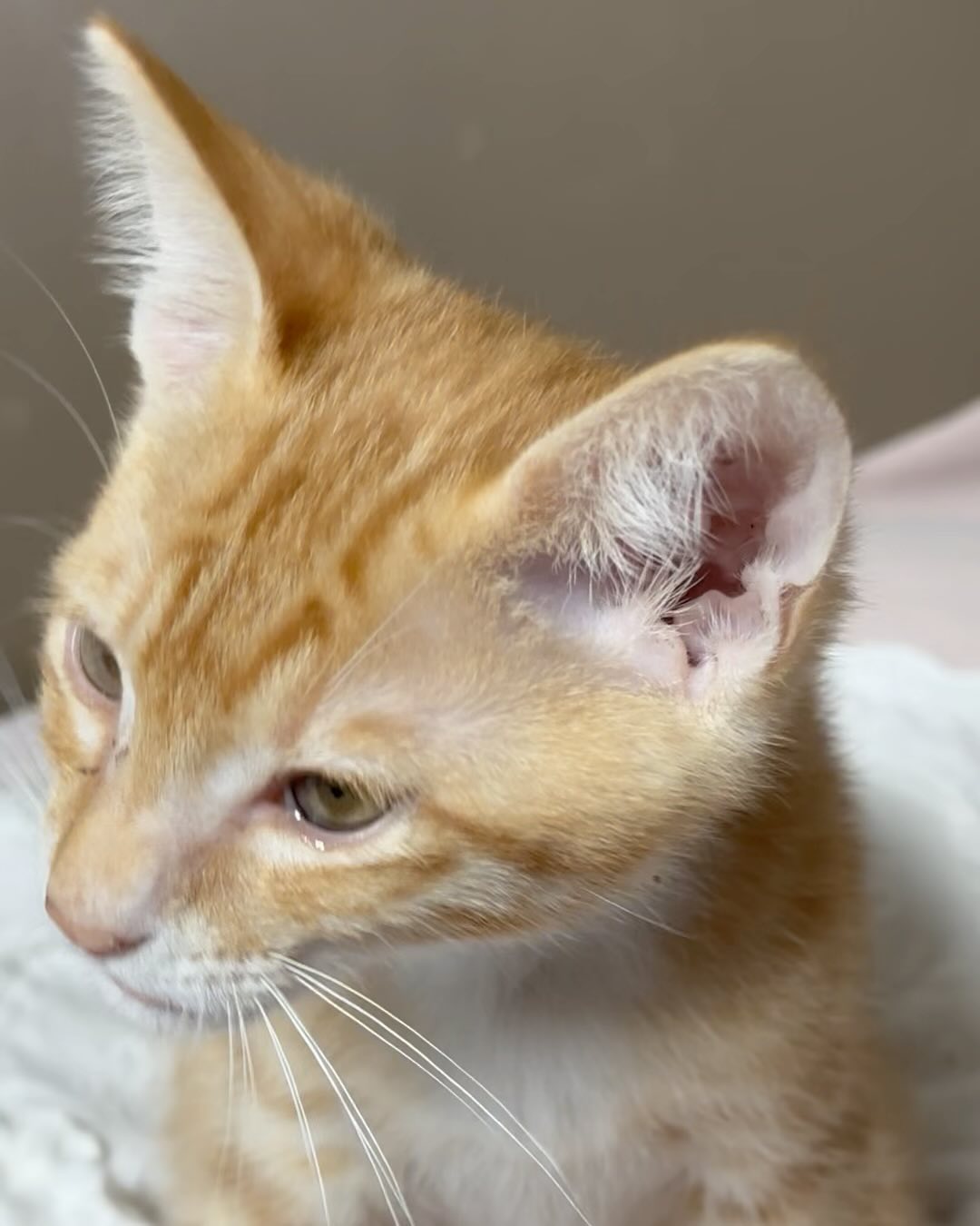 냥 줍🐱

얼마전 샤 외할머니차 본넷에
들어가 있던 고양이 꺼내줬는데
하루종일 가지 않고 따라다녀서
키우기로 했다고…😅

샤 외할매 간택당했어요 ㅋㅋㅋㅋㅋ

작년에 우리 강아지들 차례로 보내고
강아지 안키우기로 했었거든요

그런데 아빠가 얼마 전부터 
강아지 생각이 난다고 키우고 
싶다고 하셨는데…

이 아이가 와줬네요😍

처음 고양이 키우는거라 
잘 키울수 있을까 했는데…

방 하나가 고양이 방으로 바껴있고
캣타워랑 집이 네개…

간식이랑 장난감 사왔는데…

이미 집에 가득 있어요 ㅋㅋ

너 너무 행복하겠다❤️

근데 엄마 아빠가 더 행복해 해요 ㅋㅋ
너무 예쁘다고 ㅋㅋㅋㅋㅋㅋ

아가라 그런지 가만히 있지 않아서
사진이든 영상이든 
제대로 찍을수가 없네요🤣

샤는 외할아버지가 보내 준 
사진 보자 마자 보러 가자고 해서 
바로 달려 왔어요🫶🏻

너무 예뿌다❤️❤️❤️❤️❤️
#길냥이입양