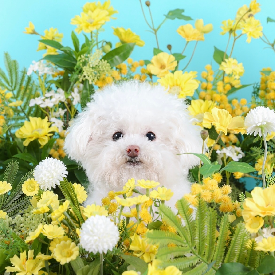 모리꽃이 피었습니다🌼

#꽃보다모리 #스튜디오쉽독 studio_sheepdog
