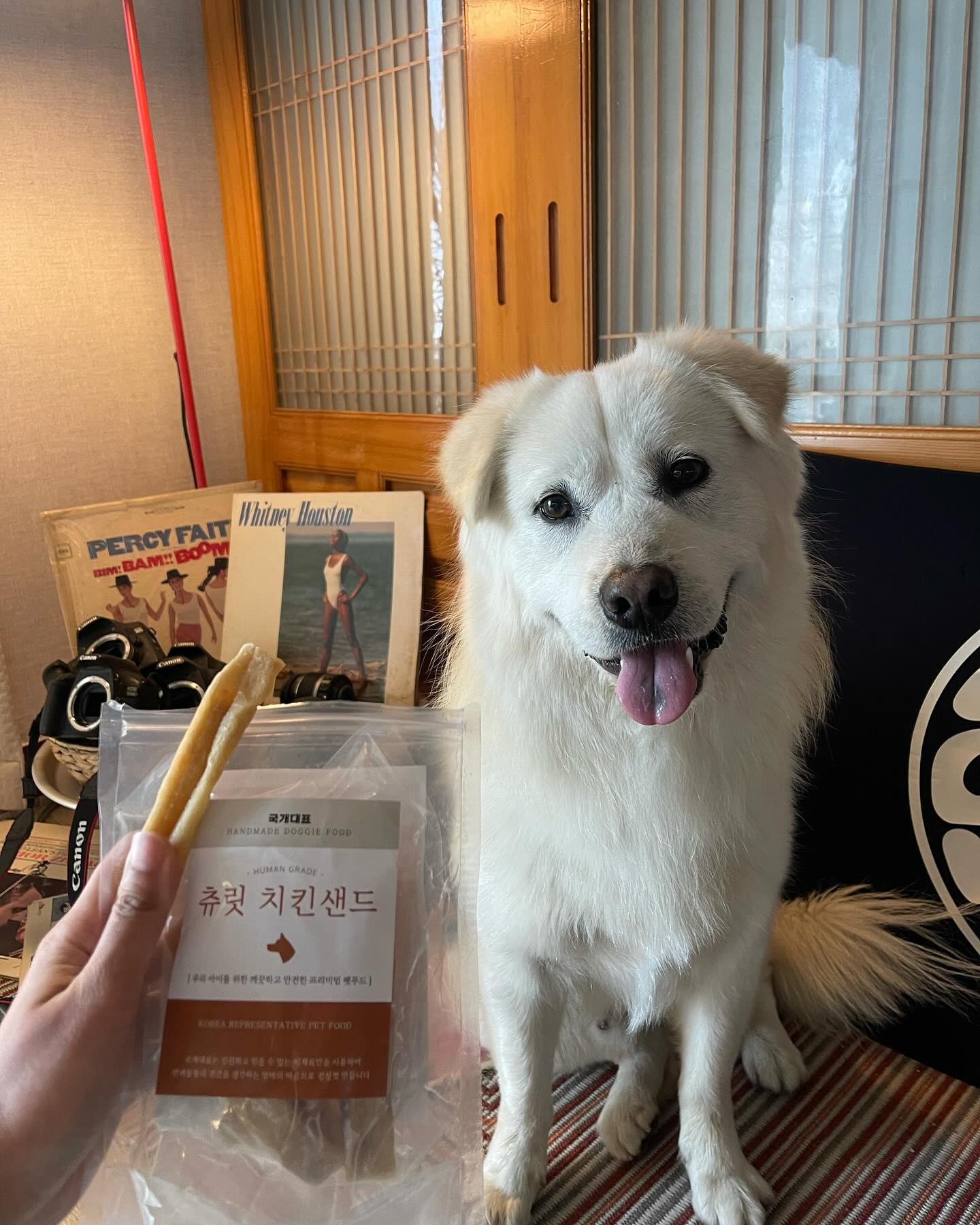 🐶

로하가 좋아하는 간식이라 아랫집 백미오빠도 같이 먹기♡

백미도 역시 좋아하는 #국개대표 간식☺🩷

츄릿 치킨샌드 우리 큰 댕댕이들 욤뇸뇸 즐기기 너무 좋다♡♡

#국개대표 #국개대표수제간식 #강아지간식추천 #수제간식
#제주사는강아지  #사지말고입양하세요