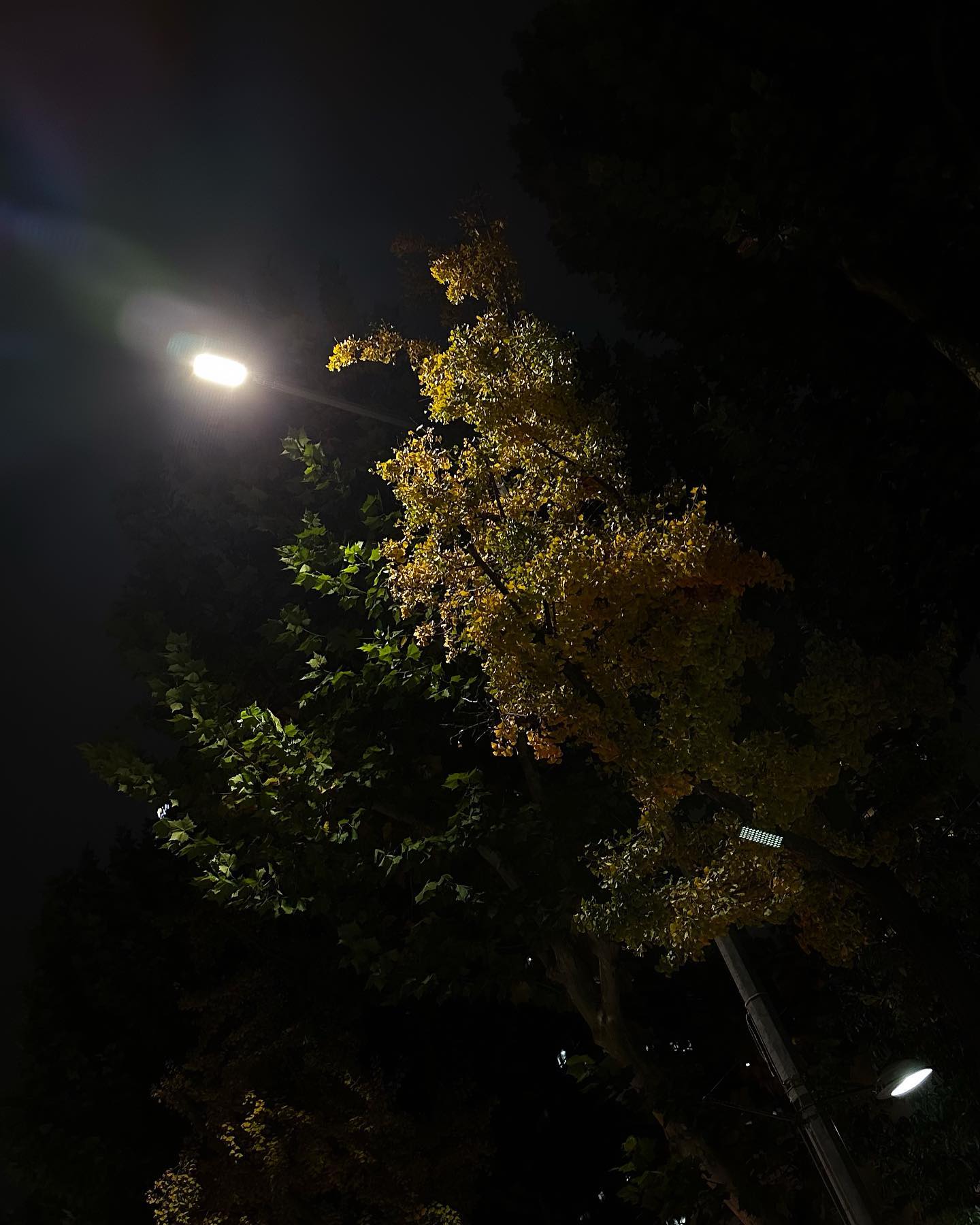 기억하고 싶은 날이다.
5시의 출근길은 7시와 달랐고 
평일 밤, 서울 시내는 한산했고 
노란 은행 나무를 바라볼 여유가 생겼고
공연도 좋았고 돌아오는 길의 바람과 나무도 좋았다.

#231031 #오늘나의위로