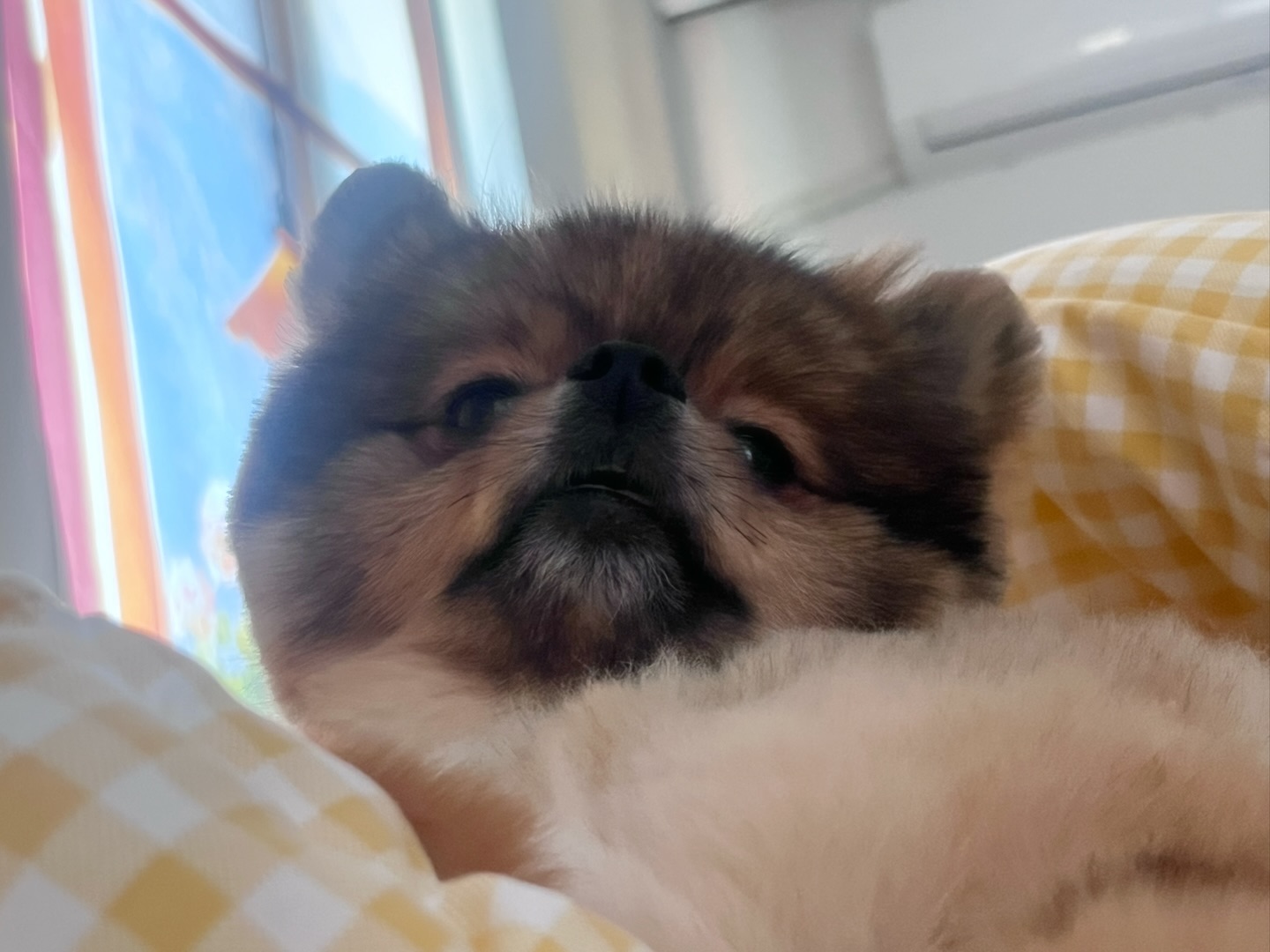 곰돌이된 앙이 근황 🐻