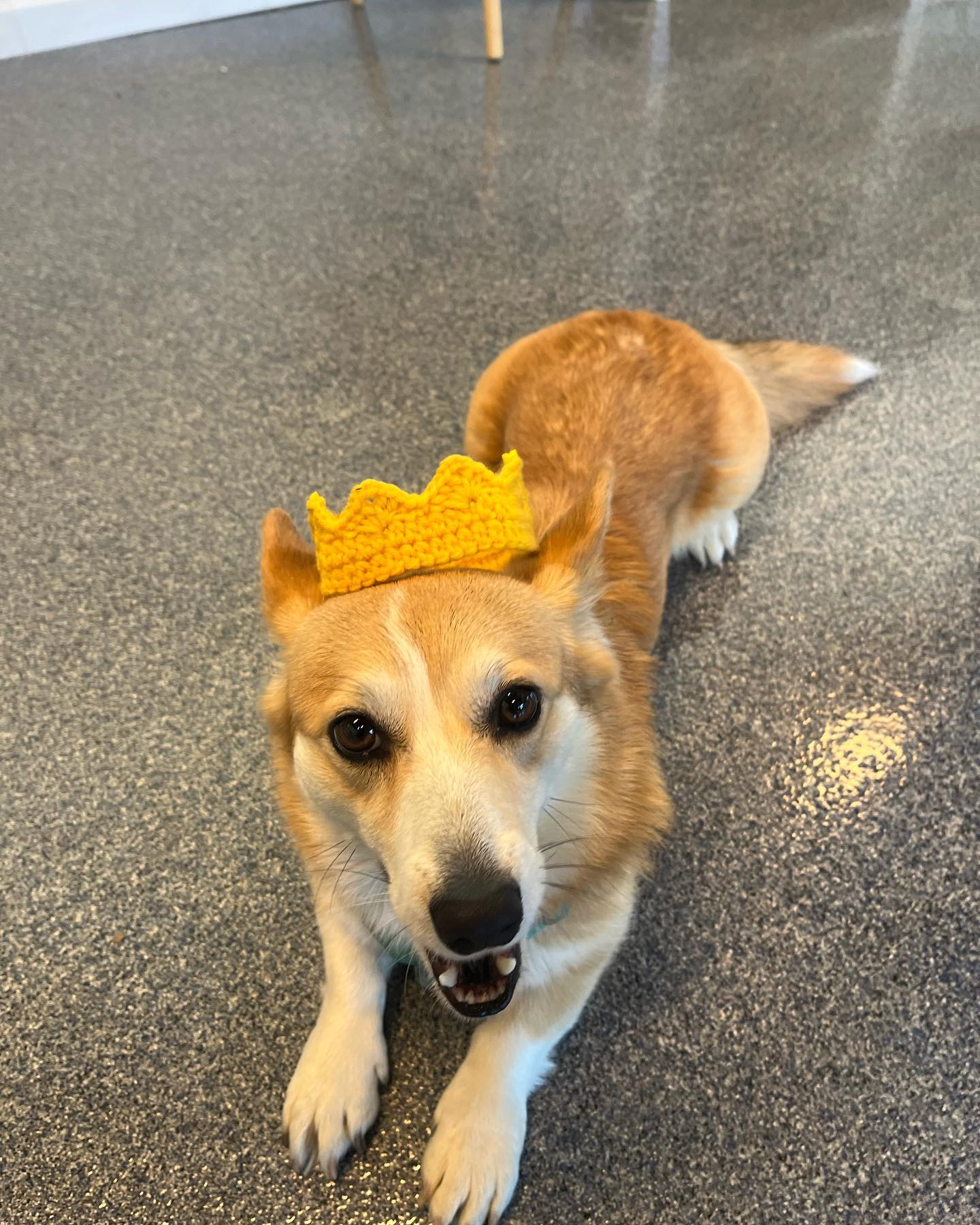 When the hooman recognized who’s the real boss of this household 👑🐶

Crown from henrynoodle in starlitdreamershop!