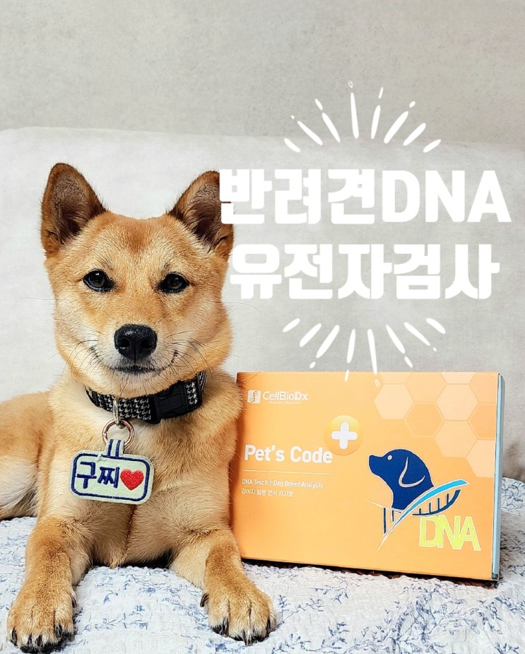강아지 유전자검사 셀바이오디엑스 반려견 DNS검사 혈통 알아보기!