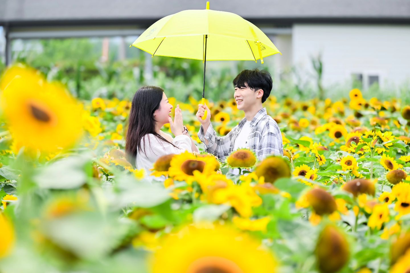 해바라기 막차타기 성공 🌻🌻
#함안 #함안해바라기축제 #20240707