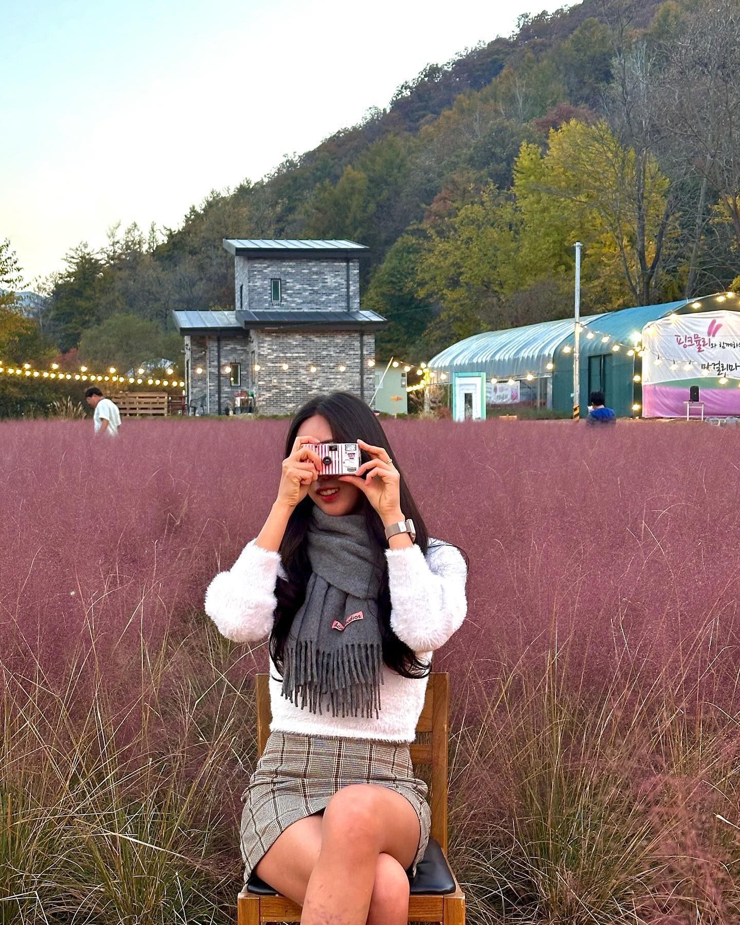 #양평핑크뮬리 #양평막걸리축제 #핑크뮬리