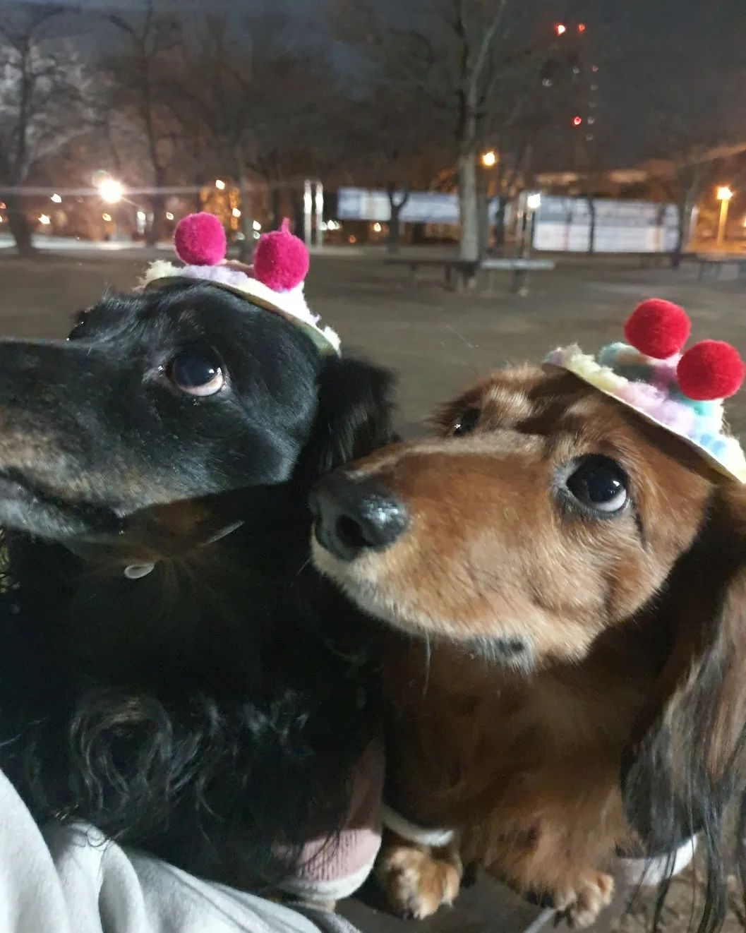 간식앞에선 세상 애기표정
먹고난후엔 세상 시크한 개린이들🤣
.
.
🐕🐾🐕🐾 #생맥이#흑맥이#맥주들#반려견#장모닥스훈트#닥스훈트#멍스타그램#독스타그램#펫스타그램#애견스타그램#강아지스타그램#인스타독#dog#dogstagram#petstagram#닥스타그램#닥스는사랑입니다#데일리#일상#영대#경산#대구#좋아요#소통#맞팔#인친#좋아요반사#좋반#좋반테러