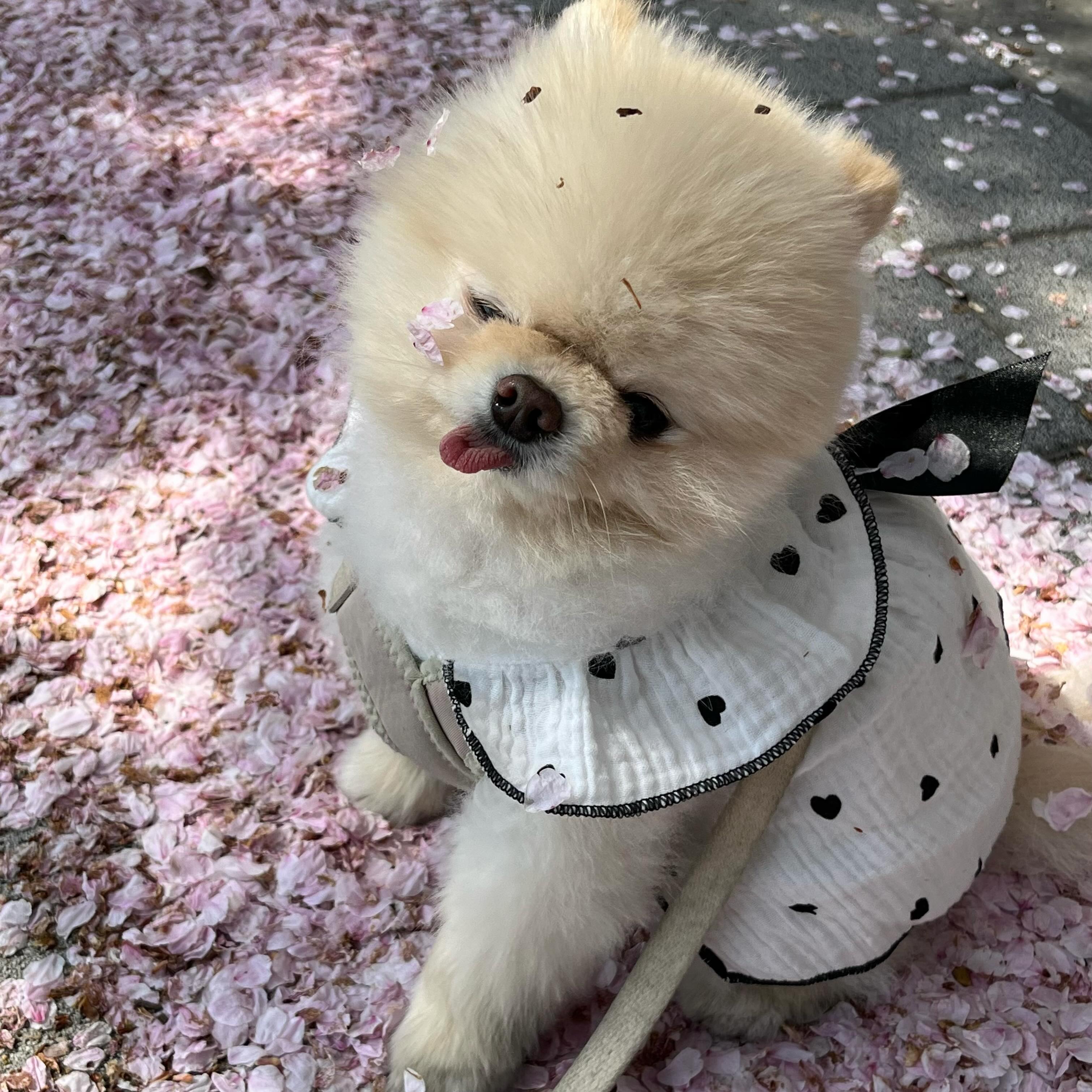 >_ㅇ 윙끄 !
