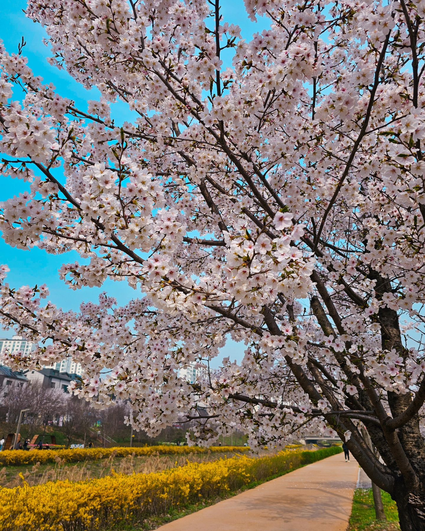 ✨ 사전 투표 마치고 동네 벚꽃 나들이 🌸
날씨도 따뜻하고 벚꽃도 만개해서 이뿌네 ✨
Spring is coming ☀️

#벚꽃 #개나리 #튤립 #조팝나무 #벚꽃시즌 #봄 #springiscoming #spring 💕