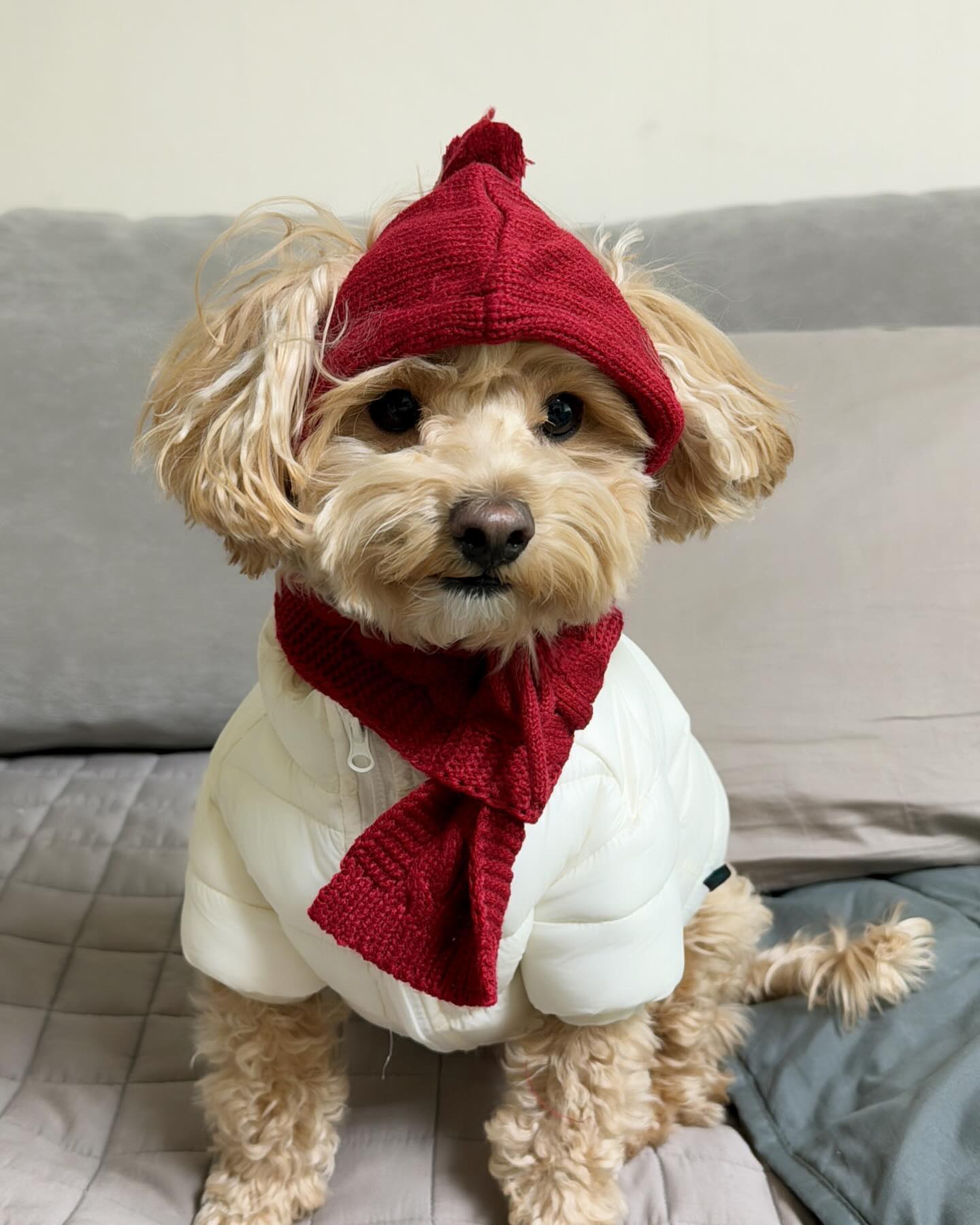 🧣❤️