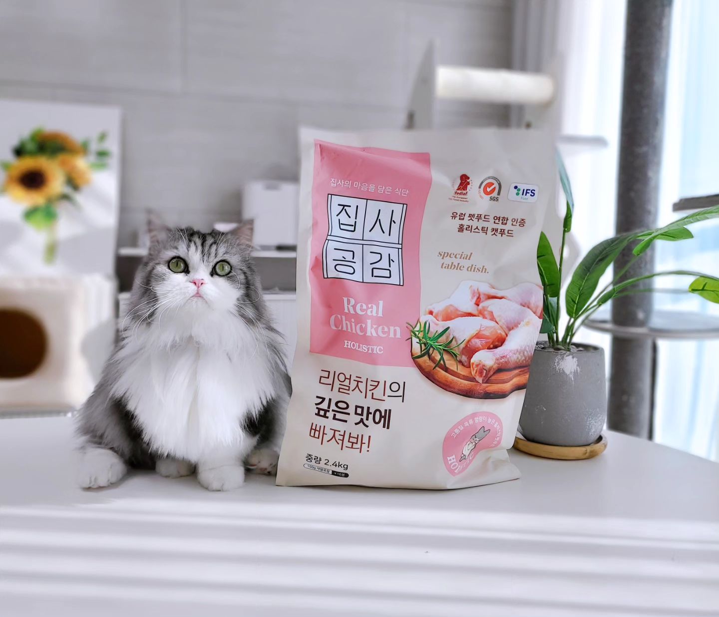 #광고

건강하고 기호성 좋은 
고양이 사료를 찾았어요.
집사공감 리얼치킨 고양이 사료🐱

2.4kg인데 개별 포장된 
미니미니 한 사료가 
16개가 들어있는데요.

저는 이렇게 개별 포장되어 있는
사료가 좋더라고요💕

집사공감 리얼치킨은❓️

🔹️홀리스틱 등급에 사료
🔹️신선한 닭고기 생육을 
  1원료로 사용!!
🔹️비뇨 질환 예방에 좋은 사과, 당근, 
  레드베리, 오메가 지방산 함유!!
🔹️유산균 함유로 장 건강과 
  면역력 유지에 도움!!
🔹️유럽에서 인증받은 
  유럽산 홀리스틱 펫푸드!!
🔹️GMO미사용 건강한 원료!!
🔹️위생적인 시설에서 생산!!
🔹️육골분, 부산물, 항생제, 
  보존료 인공착색제 무첨가!!

사료 알갱이는 7mm로 적당해서
입이 작은 고양이가 먹기 안성맞춤이에요👌

우리 열무 사료토가 잦은 편인데 
4일 동안 사료토를 단 한 번도 
한 적이 없어서 만족하며 
급여하고 있어요😊

무엇보다 역대급 기호성으로 
6묘들 모두 빠짐없이 잘 먹는답니다:))

건강함과 기호성 모두를 다 
챙길 수 있는 집사공감 리얼치킨
네이버 설 선물대첩 통해 
넉넉하게 쟁여야겠어요💓💓

제품제공👉 koreacatlitterlab

#선물대첩 #집사공감 #고양이 #고양이사료 #고양이사료추천 #고양이유산균 #고양이다이어트사료 #홀리스틱등급 #홀리스틱사료 #집사공감사료 #집사공감고양이사료 #다이어트사료 #한고연몰 #한고연 #한국고양이모래연구소