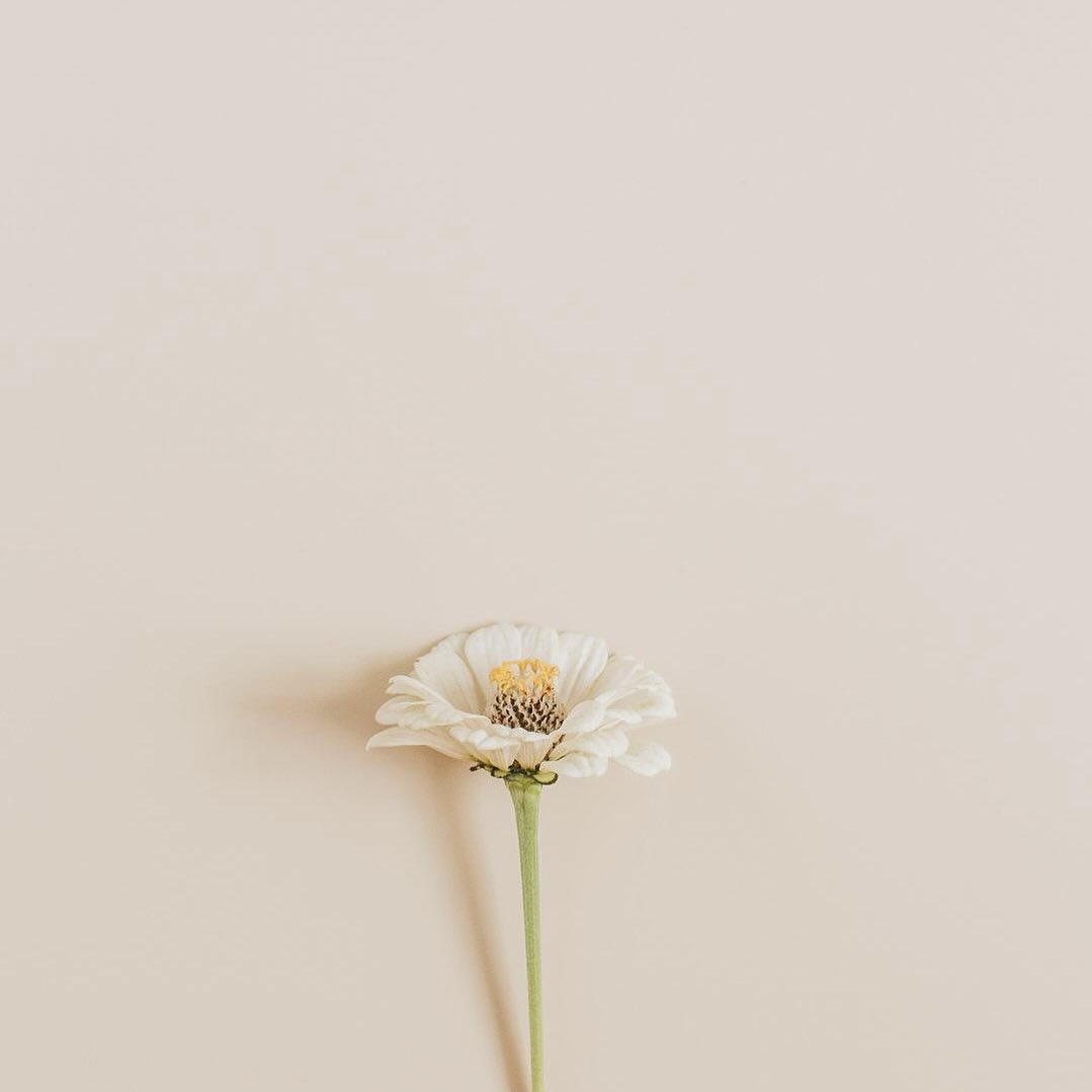 콘텐츠