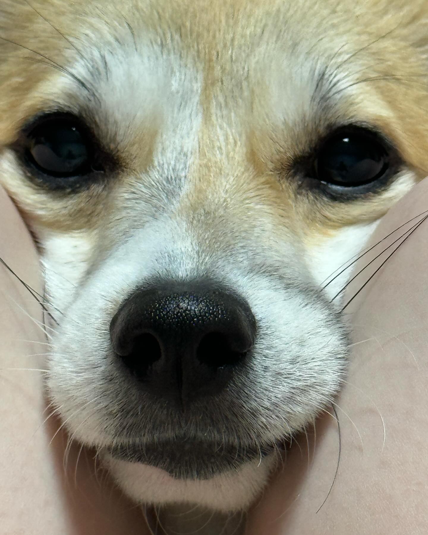 티비보는데 방해하는 멈머🐶
시선강탈 당해서 티비를 못보겠눼
.
.
#멍스타그램 #웰시코기 #코기스타그램 #댕팔환영 #멍스타 #좋아요반사 #강아지일상 #갱얼쥐 #웰코 #중형견 #댕댕이소통