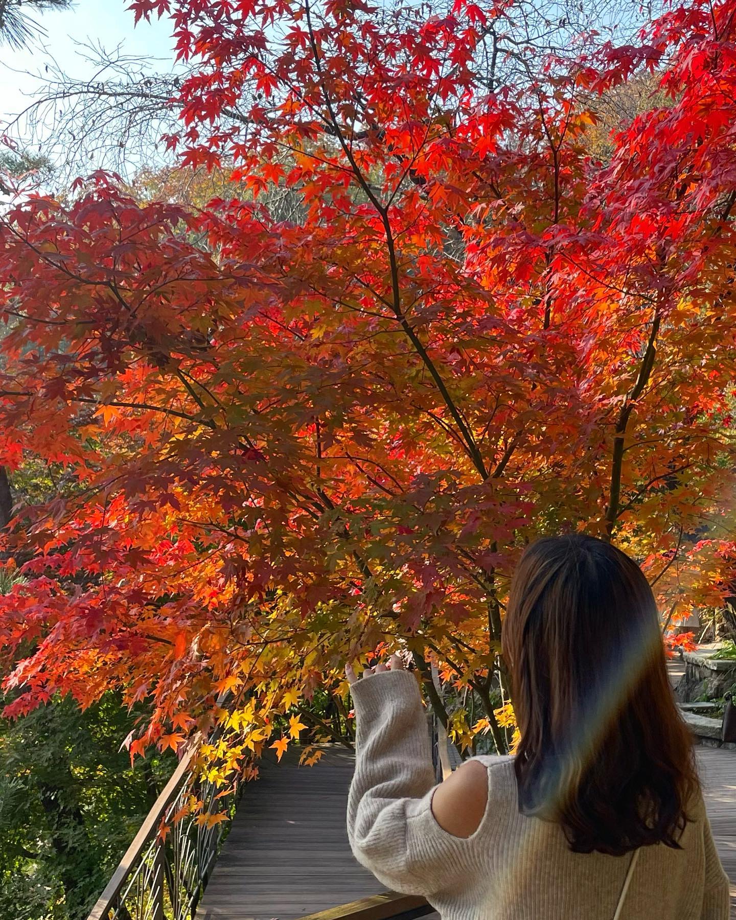Colorful ❤️🧡💛💚
콘서트장보다 빡세다는 화담숲 예약
내년도 도전각이다🫶🏻

#autumn #koreaautumn #단풍여행 #단풍놀이 #화담숲 #화담숲단풍
