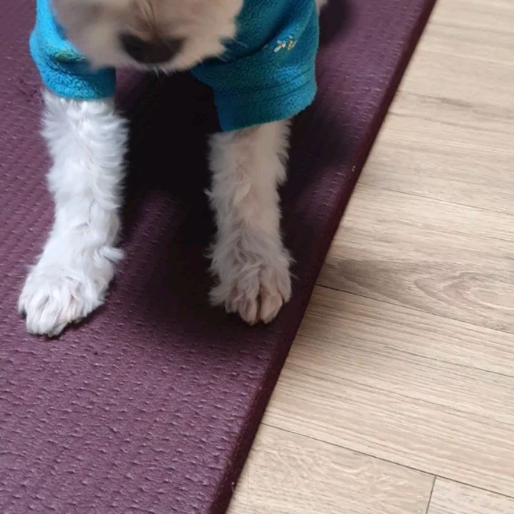 #협찬 국개대표 비건 야미 바이츠 믹스 

울 강아지 나이 11살, 노령견이라서 간식을 더 꼼꼼히 챙겨주려고 노력중이에요. 

비건 야미 바이츠는 장·기관지·면역·눈 건강을 돕는 과일&채소가 만난 데일리 비건 강아지간식이에요.

 사과&대추(더하기), 배&대추(빼기), 딸기&파프리카(곱하기), 블루베리&시금치(나누기) 재료로 영양, 기호성 둘다 만점이에요. 

육식 위주가 아닌 채식이 주를 이룬 비건 식단이라 울 강아지에게 더욱 도움이 돼요. 한 입 크기라서 먹기 좋고 쫄깃하면서 부드러운 트릿으로 소화흡수도 잘 돼요.

 100% 휴먼그레이드로 방부제, 합성 첨가물 등 모두 무첨가예요.

 4가지 맛을 한 번에 볼 수 있어서 좋아요. 강아지 훈련이나 노즈워크용으로 딱이에요. 

https://www.coreadog.com/shop/shopdetail.html?branduid=2222160&search=%B9%D9%C0%CC%C3%F7&sort=order&xcode=001&mcode=000&scode=&GfD

#국개대표 #국가대표비건야미바이츠믹스 #강아지비건간식추천 #강아지다이어트간식 #비건야미바이츠 #강아지 #강아지간식 #세랑이 #말티즈 #사랑해