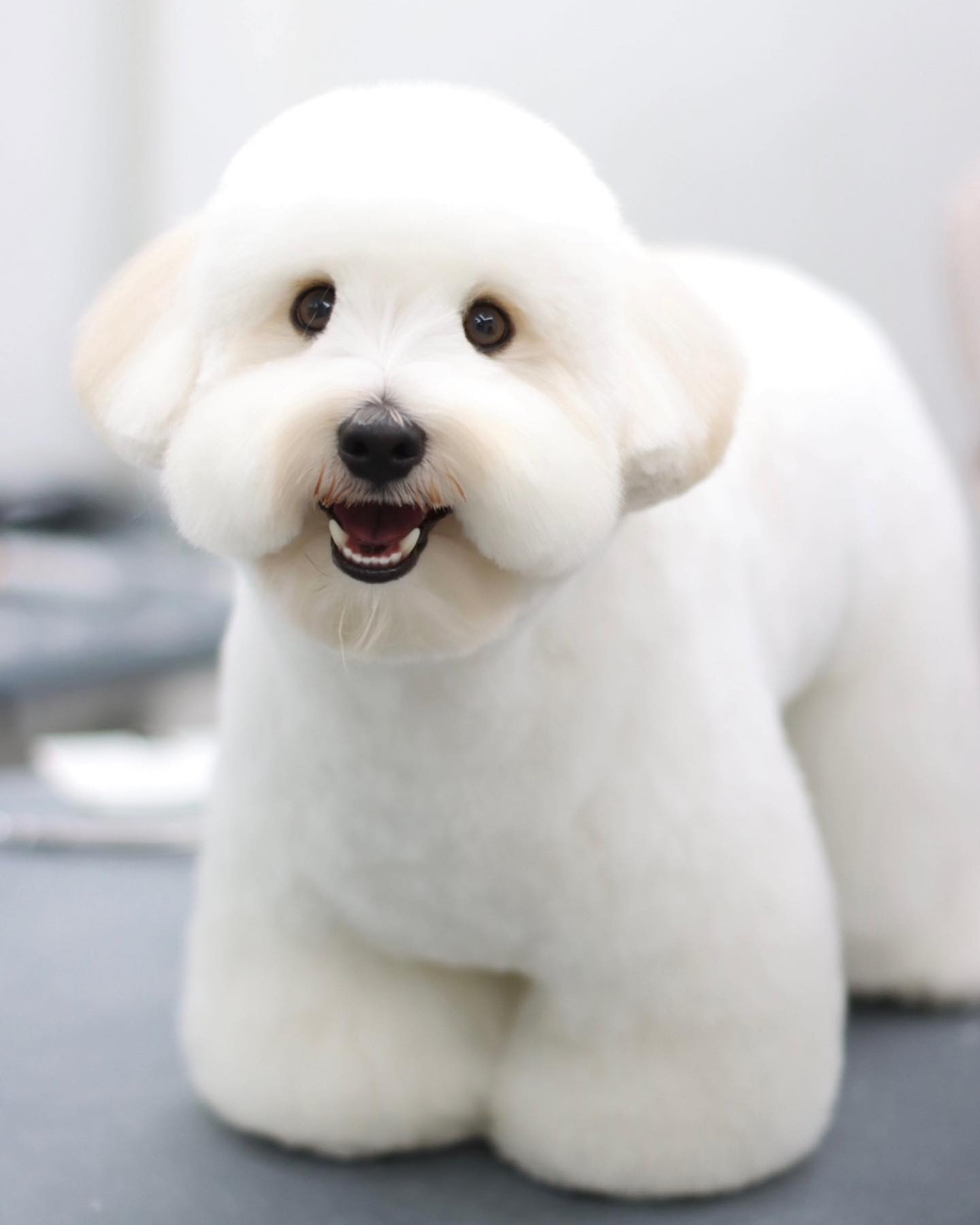 꾸뛰르 ◡̎ #도미네로_꼬똥

𝙵𝚊𝚌𝚎 ➾ 테디베어컷 
𝙱𝚘𝚍𝚢 ➾ 3cm 가위컷 
𝙲𝚊𝚛𝚎 ➾ 단백질 실크팩 +블루마린 보습 스파