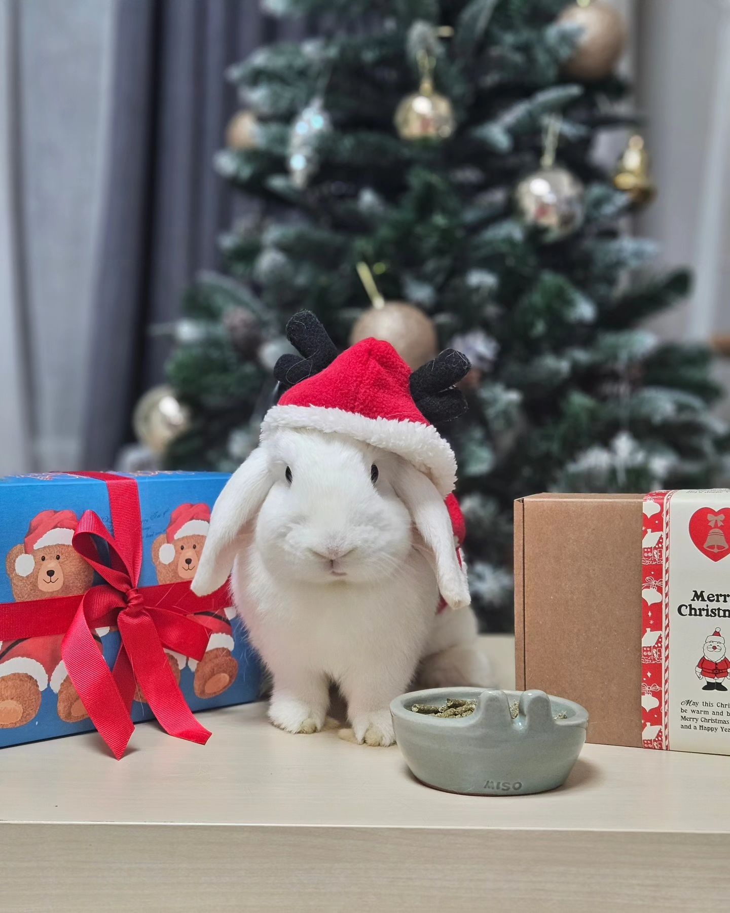 ‼️이 글은 소정의 원고료도 받지 못했습니다‼️
(대신 간식 얻어 먹음🐰)
설희 공주에게도 선물이 왔어요😍
맛있고 건강한 bunny_dessert_shop 버니디저트샵의 크리스마스 간식 세트!! 곡물이 전혀 없다고해서 대식가인 설희가 먹어도 안심할 수 있어요❤️

#버니디저트샵 #토끼수제간식 #토끼간식 #버니키스