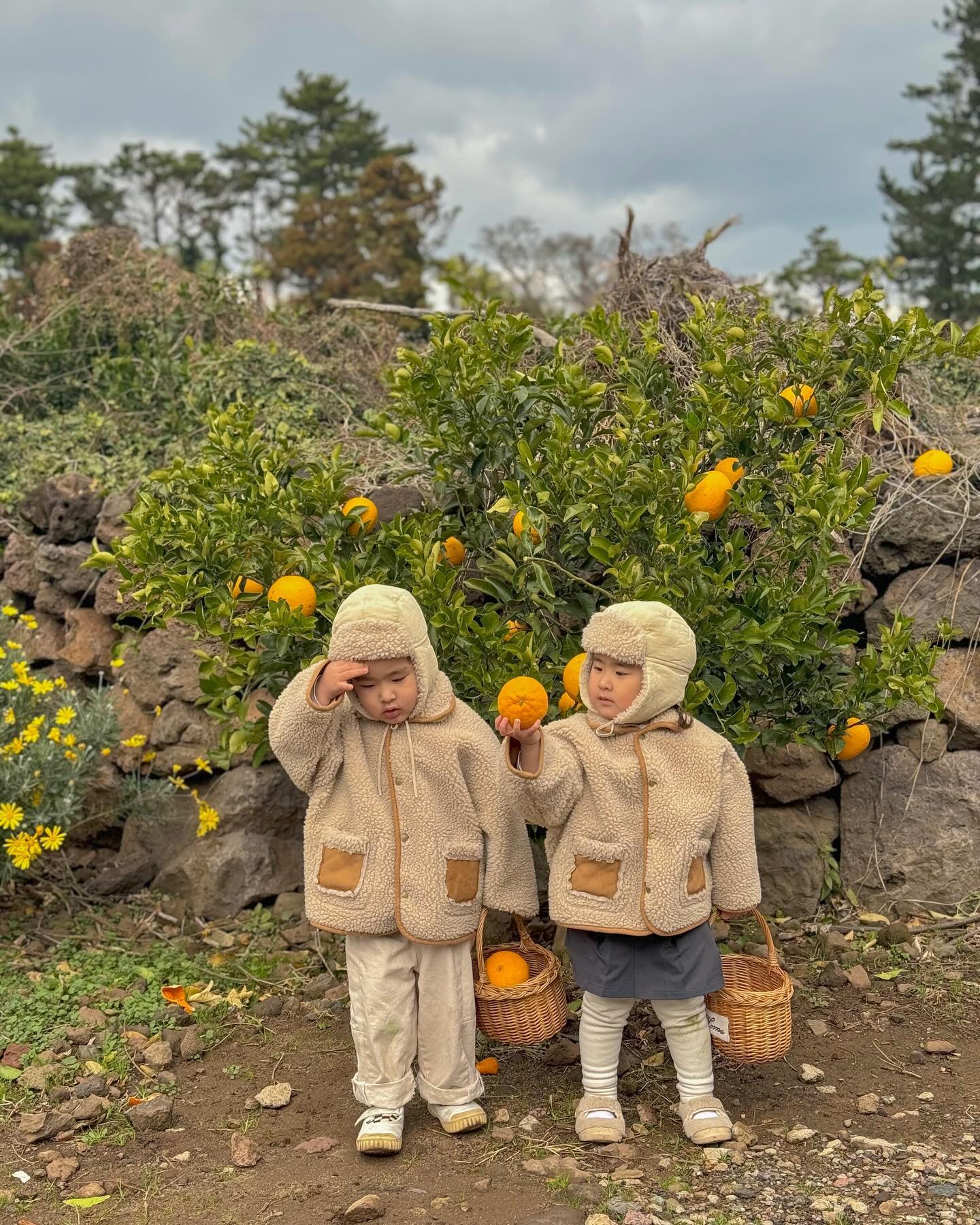 제주 감귤은 거의 다 끝나서 우리는 천혜향,레드향,한라봉 땄어요🍊💛 

애들이 생각보다 더 좋아했던 체험! 엄청 추웠는데 다행히 하우스 안에서도 체험이 가능해서 좋은 시간 보내고 왔어요🫶🏻

#아이랑제주 #제주감귤체험 #아기랑제주 #귤빛정원