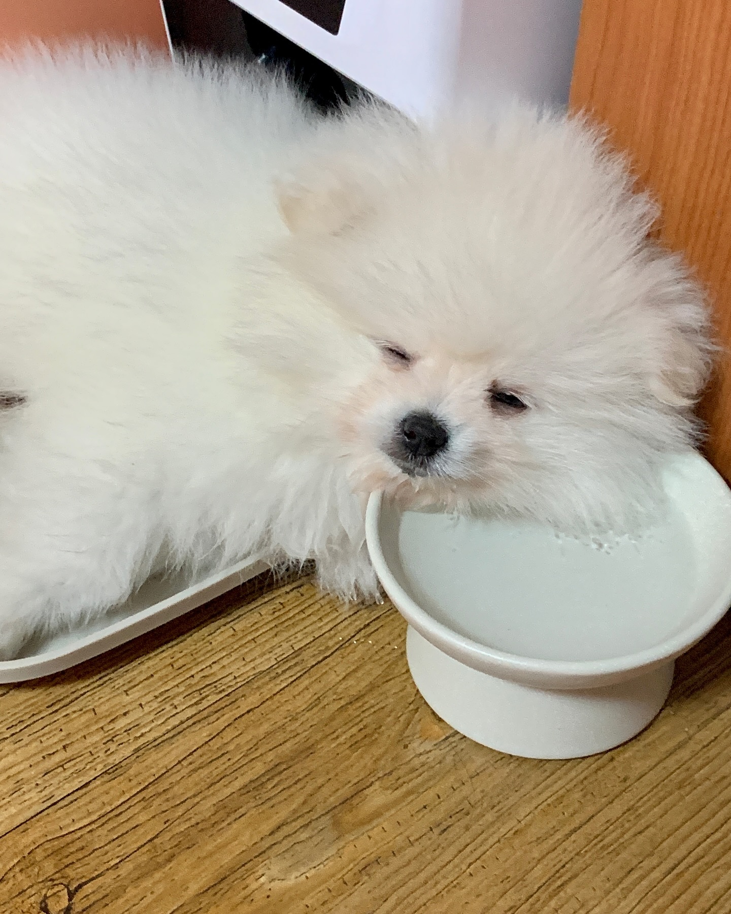 아 우리모찌 갓난애기시절 미치겠다