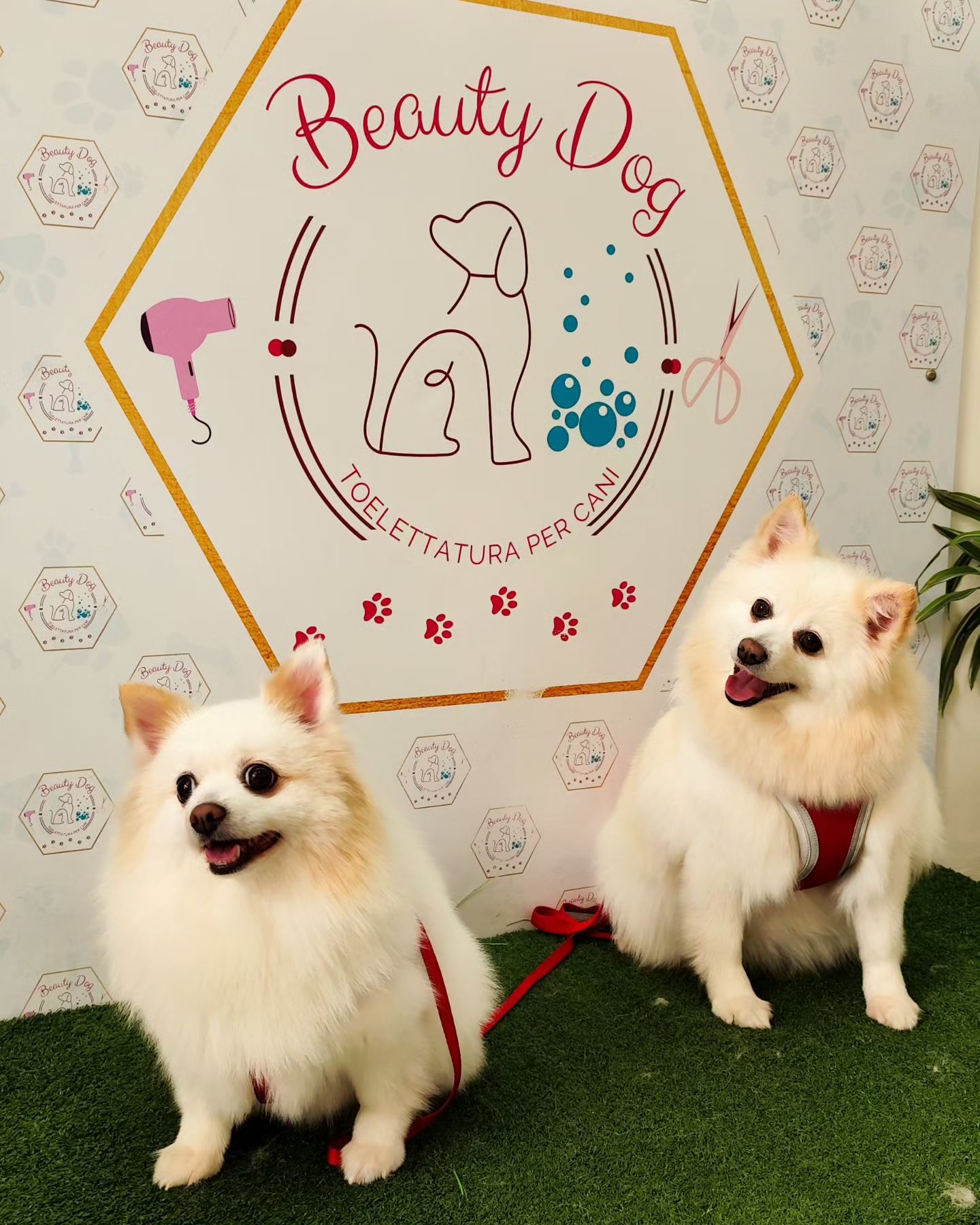 Meravigliose le nostre 2 bellissime Mia💖🐾 e Lulù 💖🐾