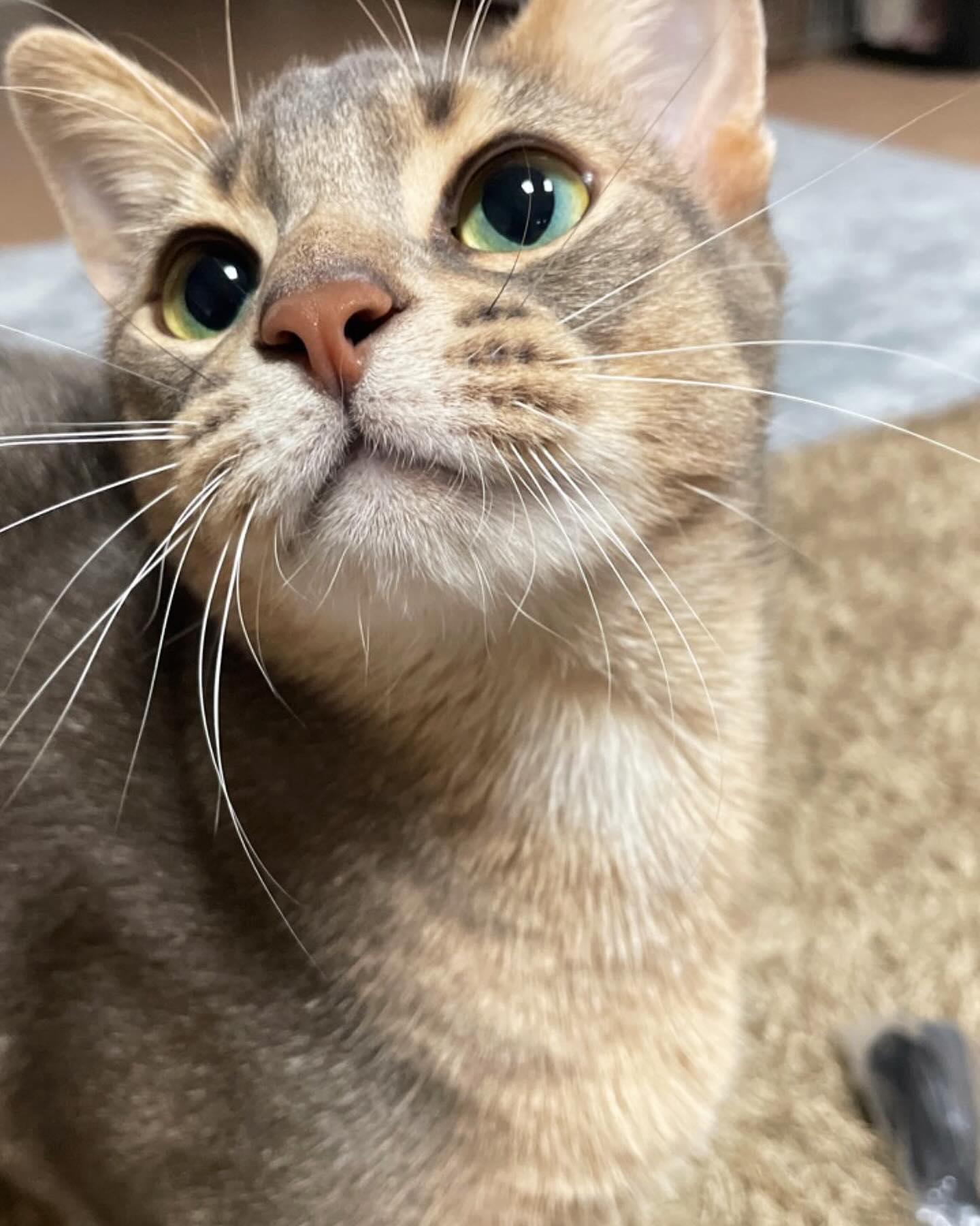 🐈✨🤍🤍