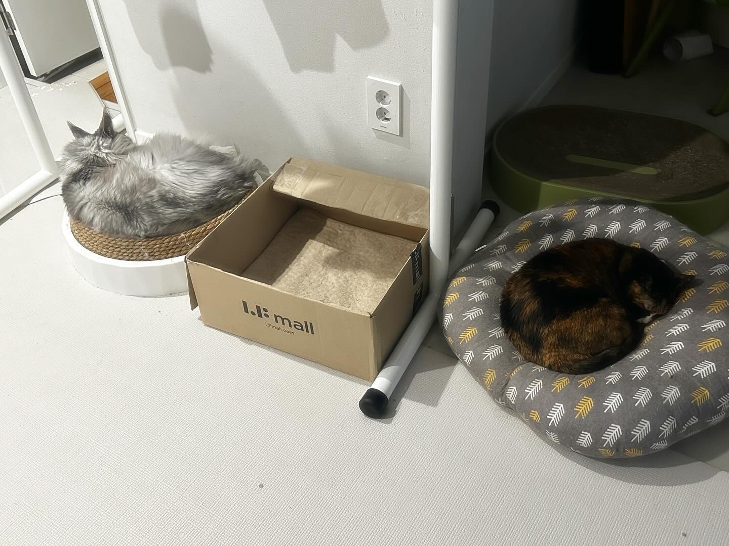 자고 일어났더니 다리에.. ㄷㄷ
저기 말고도 허벅지 곳곳에..(전체 다 찍기엔 너무 야해져서 ㅋㅋ)

밤사이 너내 무슨짓을 한거니 ㅠㅠㅠ
흑흑

#고양이나빠 #고양이상처 #밤에무슨일이