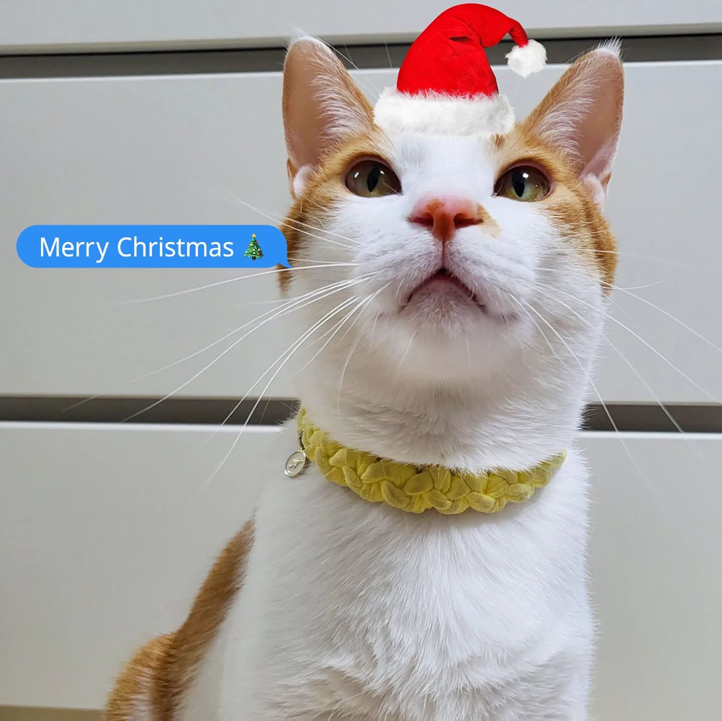 🎄𝑴𝒆𝒓𝒓𝒚 𝑪𝒉𝒓𝒊𝒔𝒕𝒎𝒂𝒔🎄