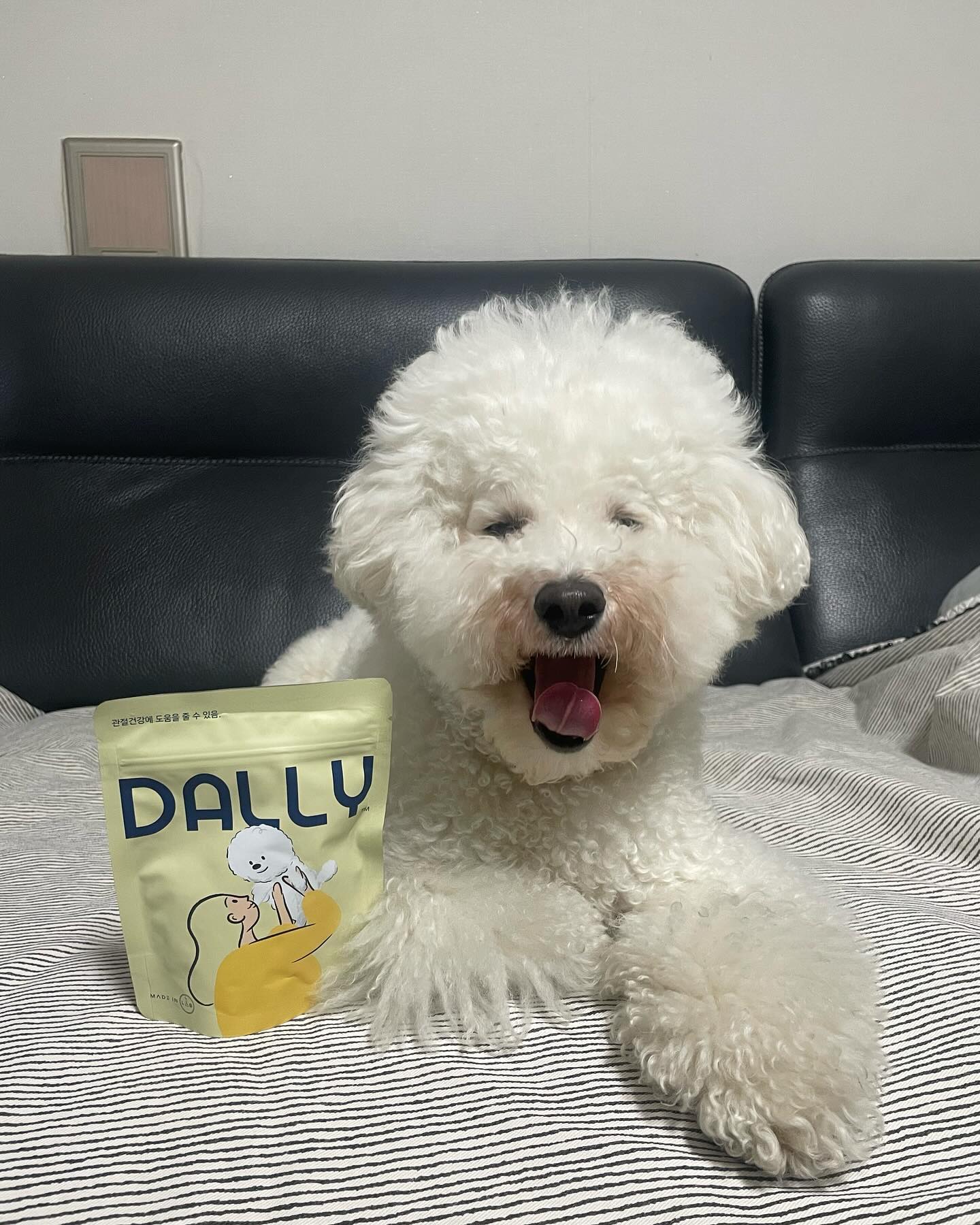 #협찬 #제품제공 
madeinlab_dally - 달리 슬개골 영양제

꾸리는 작년 여름에 십자인대파열, 슬개골 탈구 수술을 했었어요.
수술로 인해 걱정이 많은 만큼 관절 관리에 관심이 많아 이것저것 영양제를 찾아 먹이고 있었는데 메이드인랩으로부터 영양제를 제공받게 되었어요~! 

’달리‘는 국내 독점 원료 터마신( 강황추출물 )+ 노근추출물 ( 특허원료 )을 사용하였다고 해요
✏️ 터마신 - 관절 통증 감소, 관절 불편함 감소, 관절 삼출물 감소 
✏️ 노근추출물 - 골대사 질환 예방/ 치료용 조성물
그리고 이 두 가지 원료뿐만이 아닌 관절과 연골에 좋은 성분이 무려 8가지나 들어있고 가수분해 오리 사용으로 식이 알레르기를 개선해 꾸리같이 알레르기가 심한 아이들도 안심하고 급여할 수 있어요! 

입맛이 까다로운 꾸리도 잘 먹어서 꾸준히! 맛있게 관절을 관리할 수 있게 되었어요 😋🤤
(( 울트라 소프트 제형이라 노견이나 이빨이 좋지 않은 친구들도 편히 먹을 수 있으니 모두 모두 추천해요~! 💕