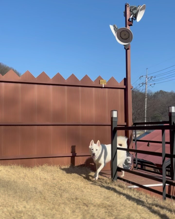 두리번두리번👀 오늘도 역시, 세상 궁금한게 많은 순심이랍니다🐕🤎 귀엽죠

#그럴나이아니잖아