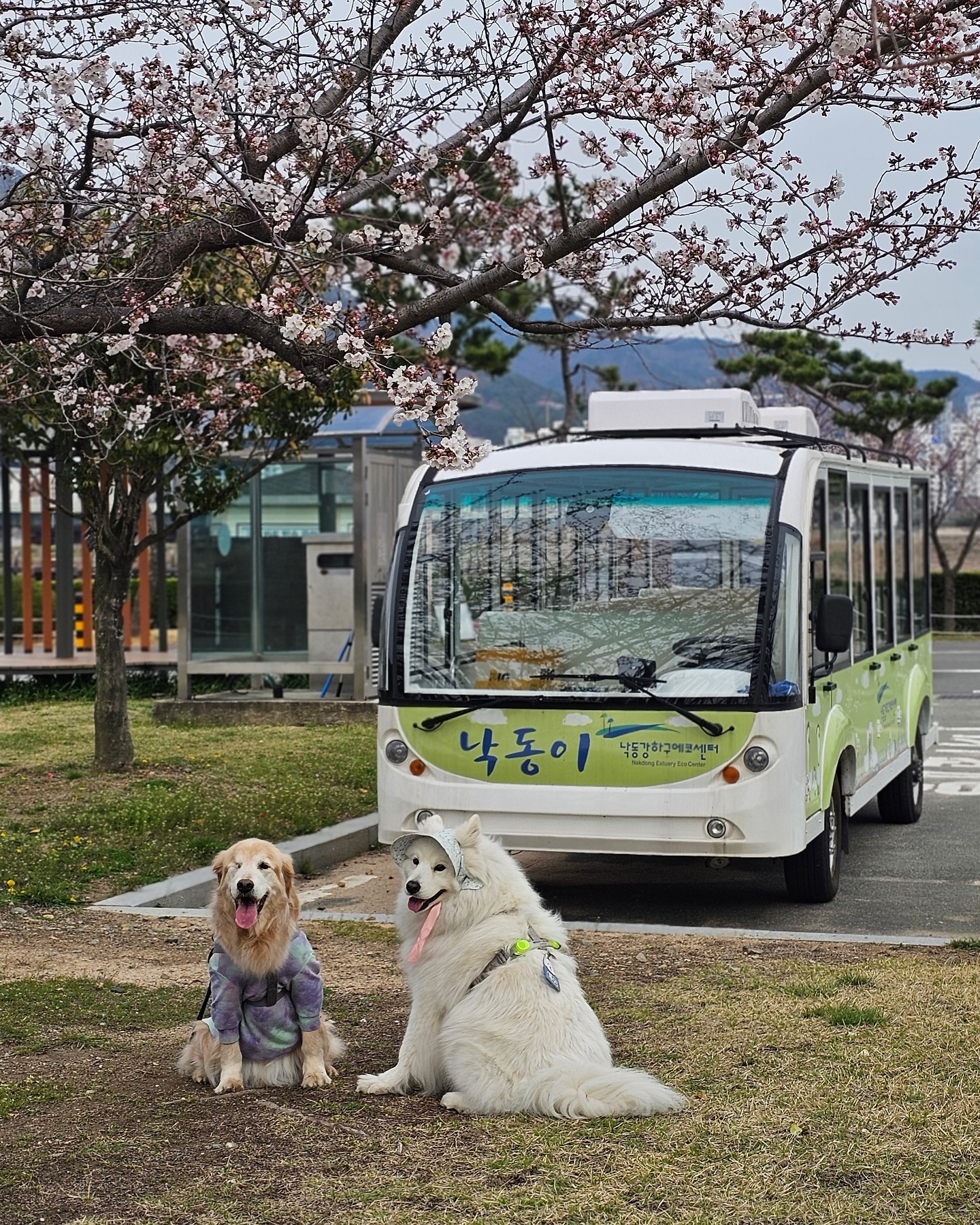 #김가네루이🐶 #사모예드루이 #20240327
#낙동강하구에코센터 
낙동이 홍보대사 시켜주라쥬!!