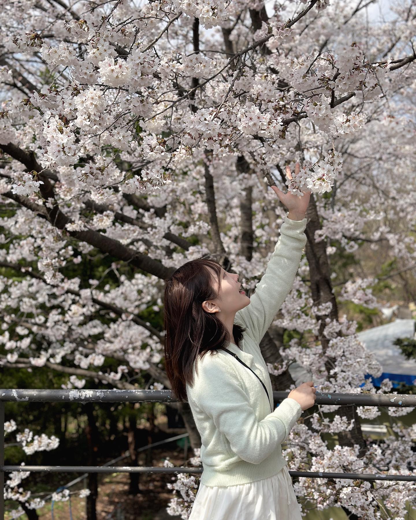 桜の季節🌸
#花見　#花見山公園 #花見シーズン #桜　#桜ポートレート 
#桜ライトアップ