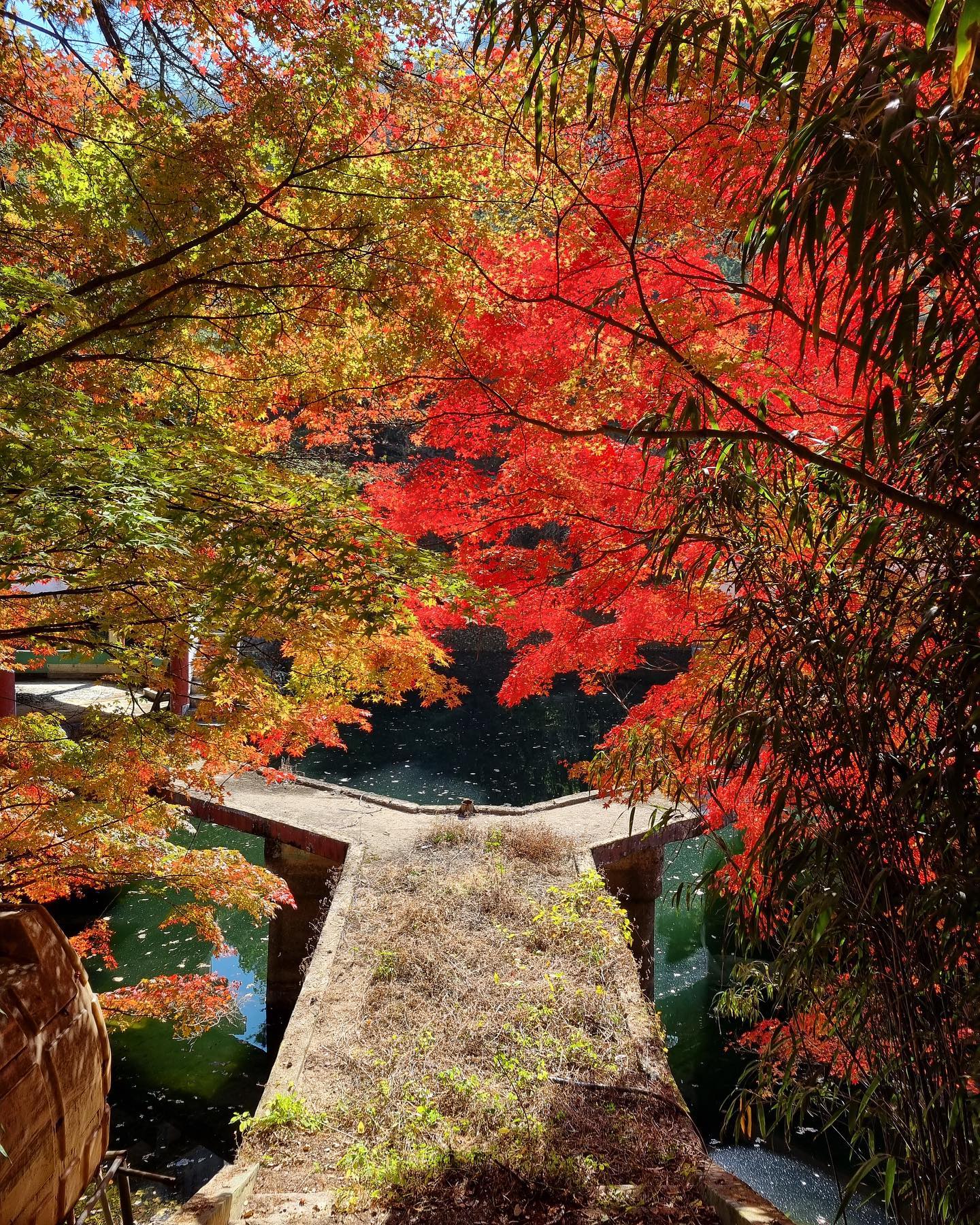 눈도 목도 퉁퉁부어 링겔한방맞고 산책하는길 생각지도못한 가을🍁🍂