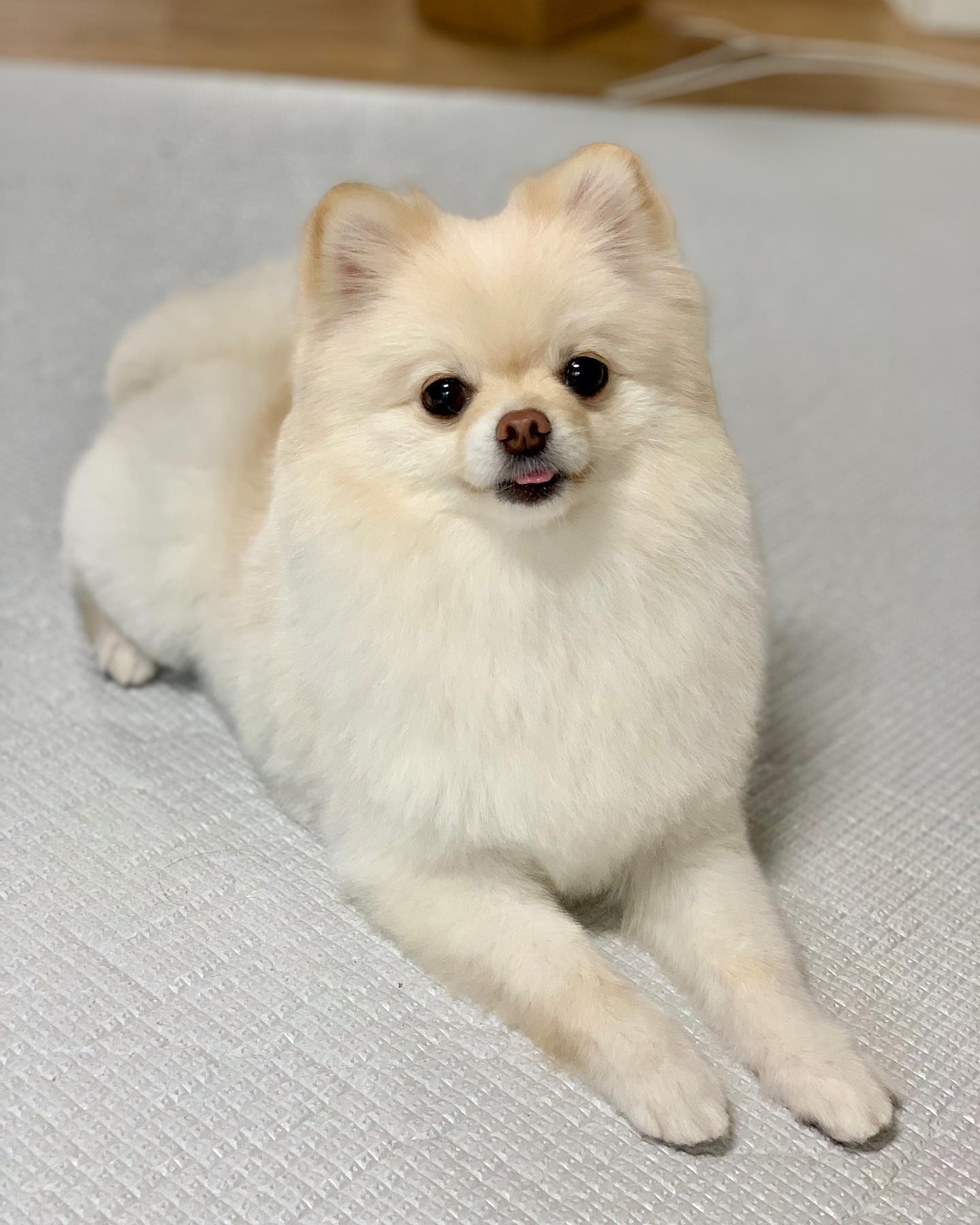 후욱 이번 보리 미용도 대박적 성공>.< 
마지막 영상 보면 얼마나 똥글똥글 인형같은지🤍🤍 
이제 데뷔만 남았따..! 미용실은 이제 컴포터블로 정착이요🧡
너무나도 마음에 들어용 감사합니당🙇‍♀️