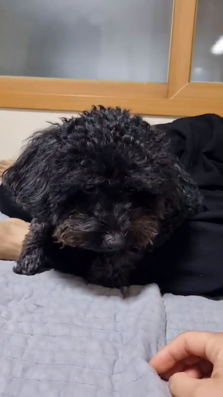 형아랑 누워있던 꼬질도리한테 급 #강아지성격테스트 🐶

세상순딩한 검정 댕댕구 ,, 
오늘도 한심한 누나여서 미안하다 ..★ 

#푸들 #검정푸들 #댕스타그램 #릴스 #릴스타그램 #멍스타그램 #푸들스타그램 #푸들그램 #김도리 #김돌돌 #김흑돌 #진흑돌 #흑돌이 #돌이 #검정댕#도리 #강아지릴스 #꼬질이 #🐶